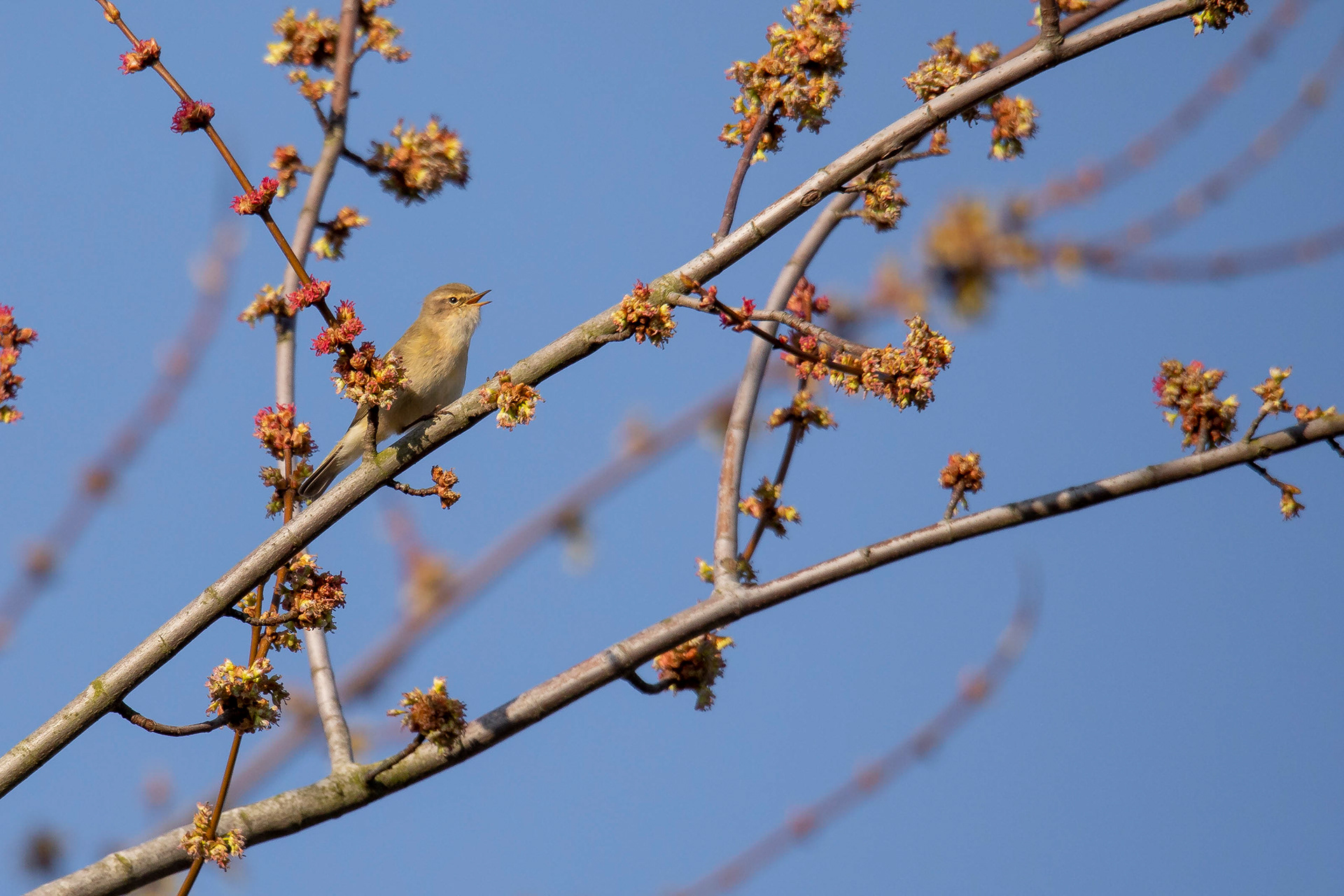 White Throat 2