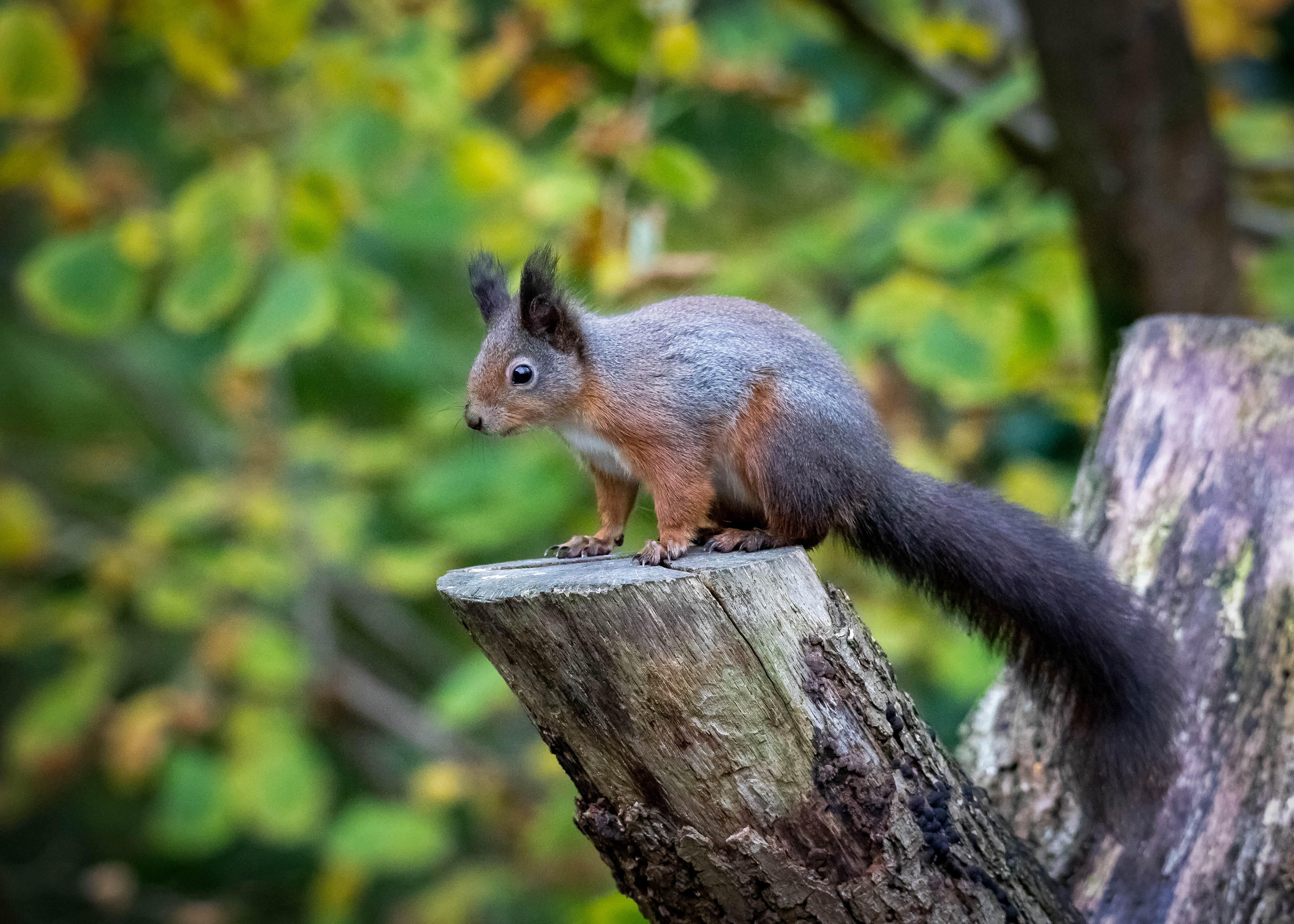 Red Squirrel 2