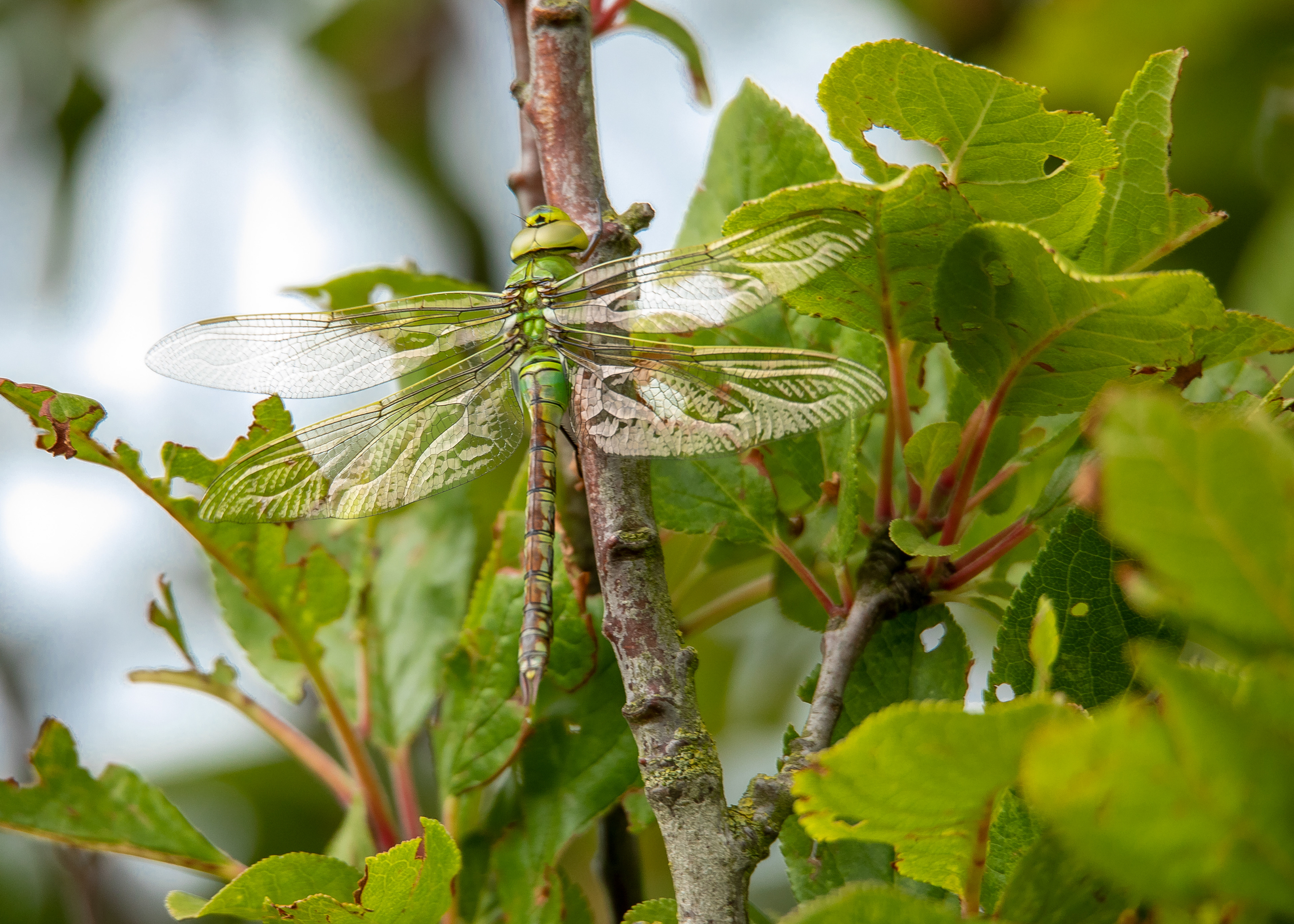 Dragonflies 5
