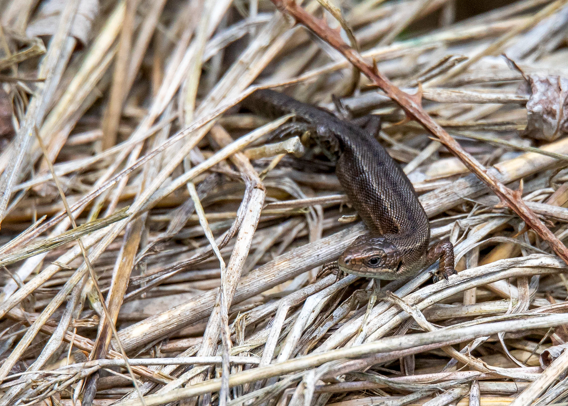 Whittlesey & Eldernell 7