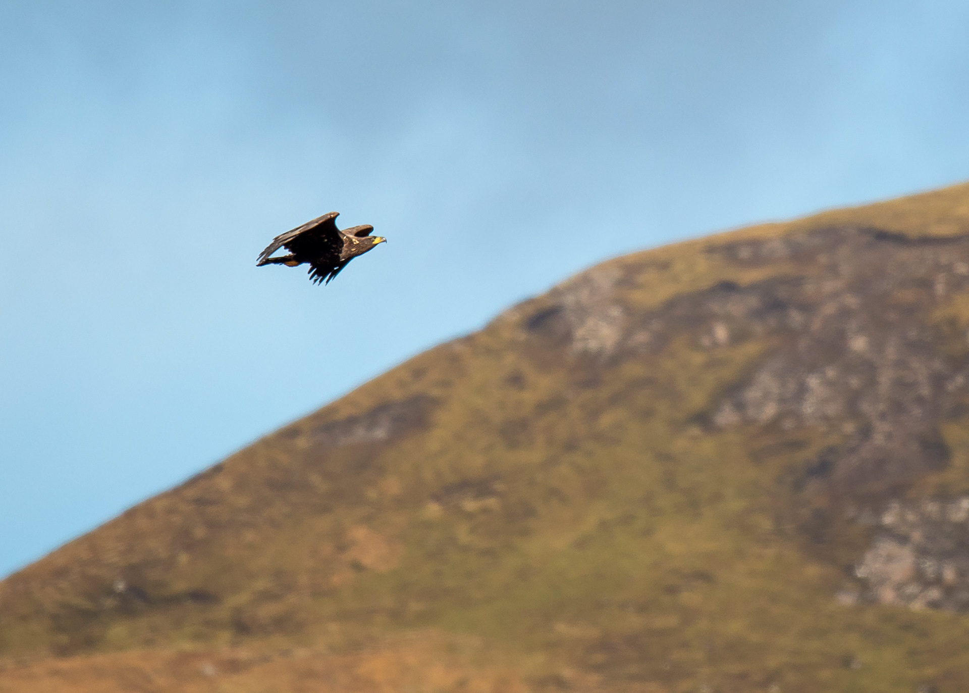3 Golden Eagle - Scottish Highlands
