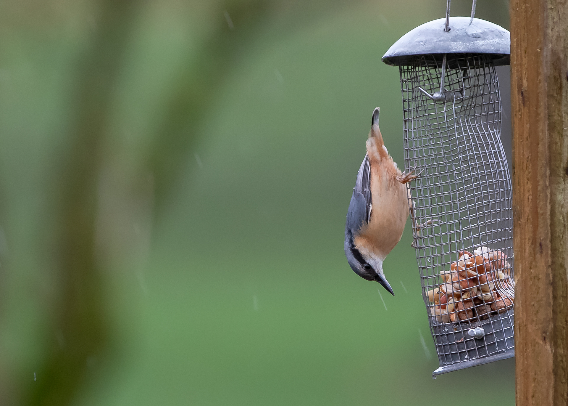 Nuthatch feeder
