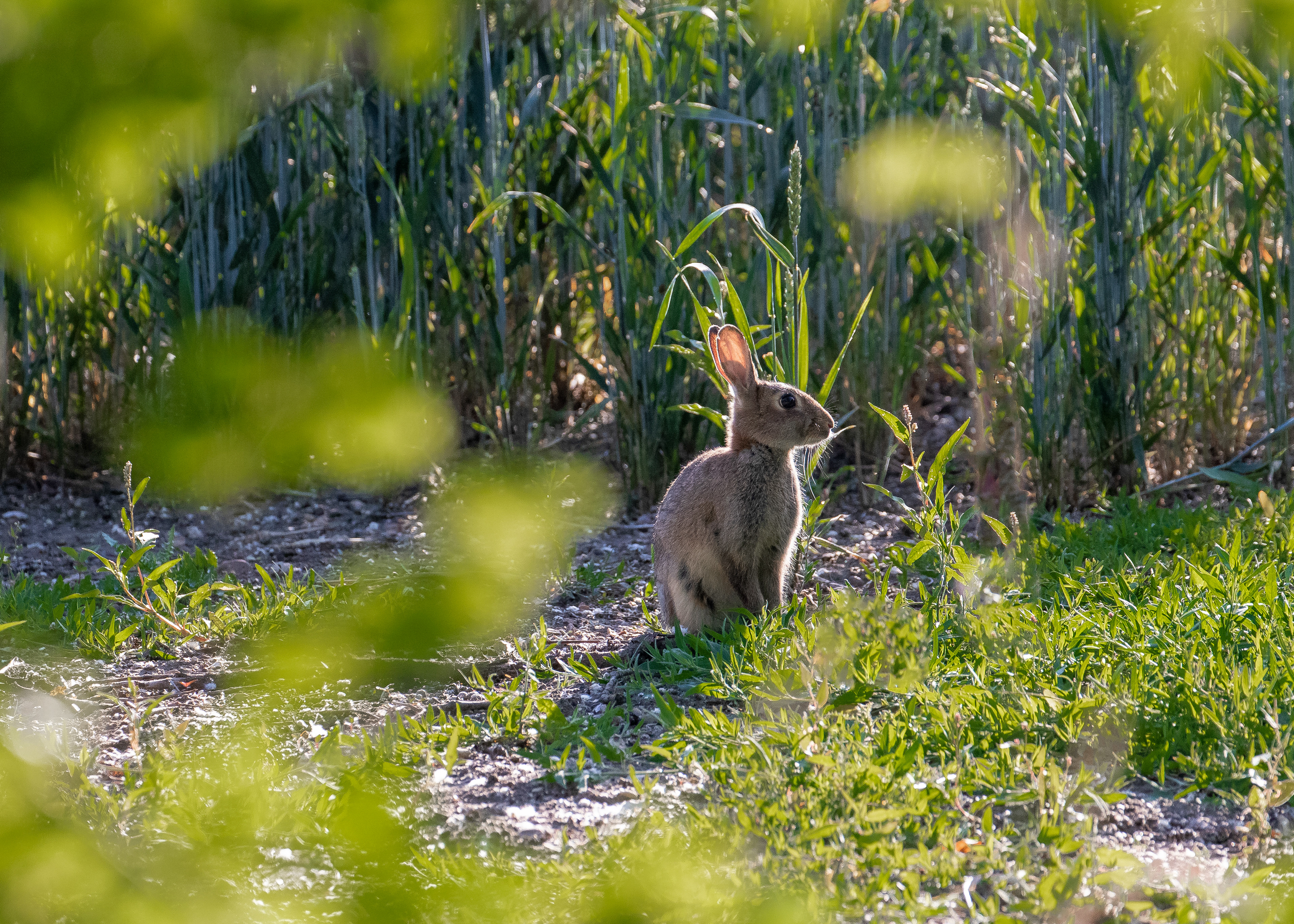 Rabbits & Hares 5