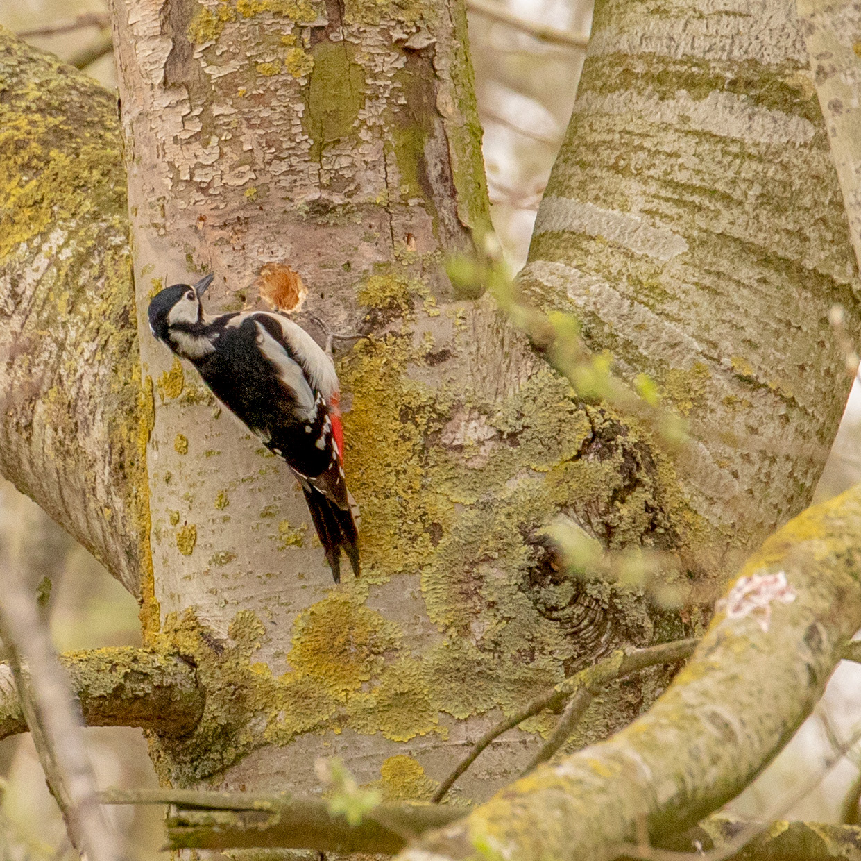 Woodpecker 7