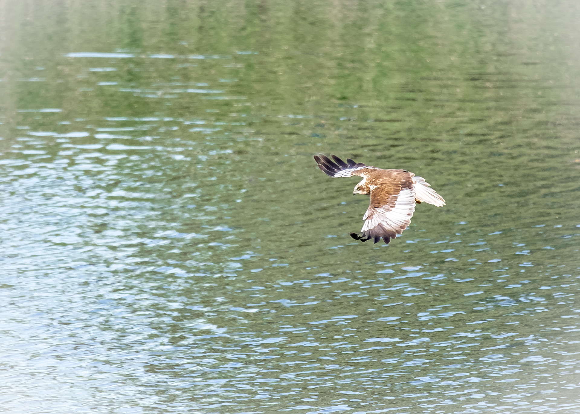 Birds Of Prey 11