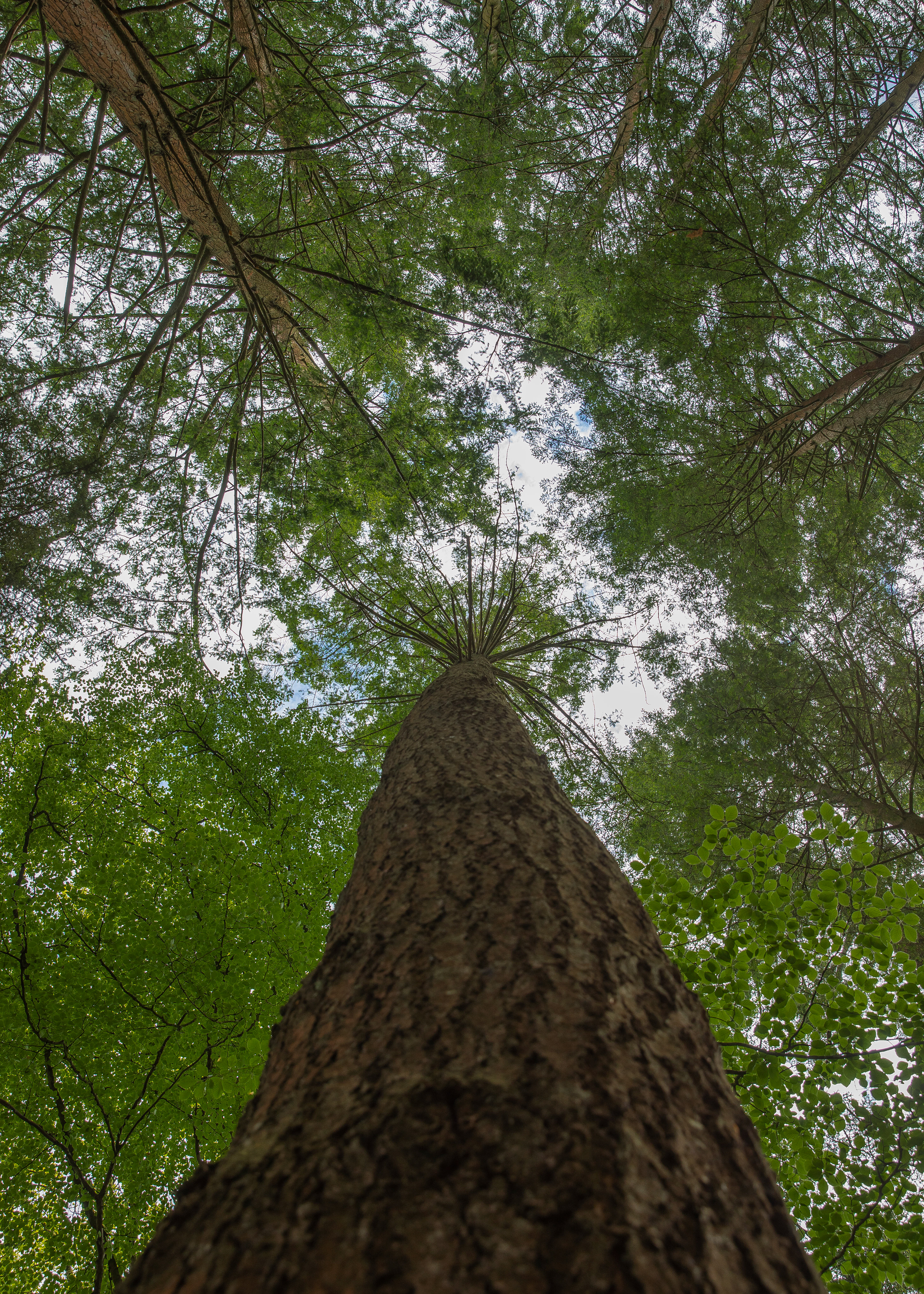 Pines 2
