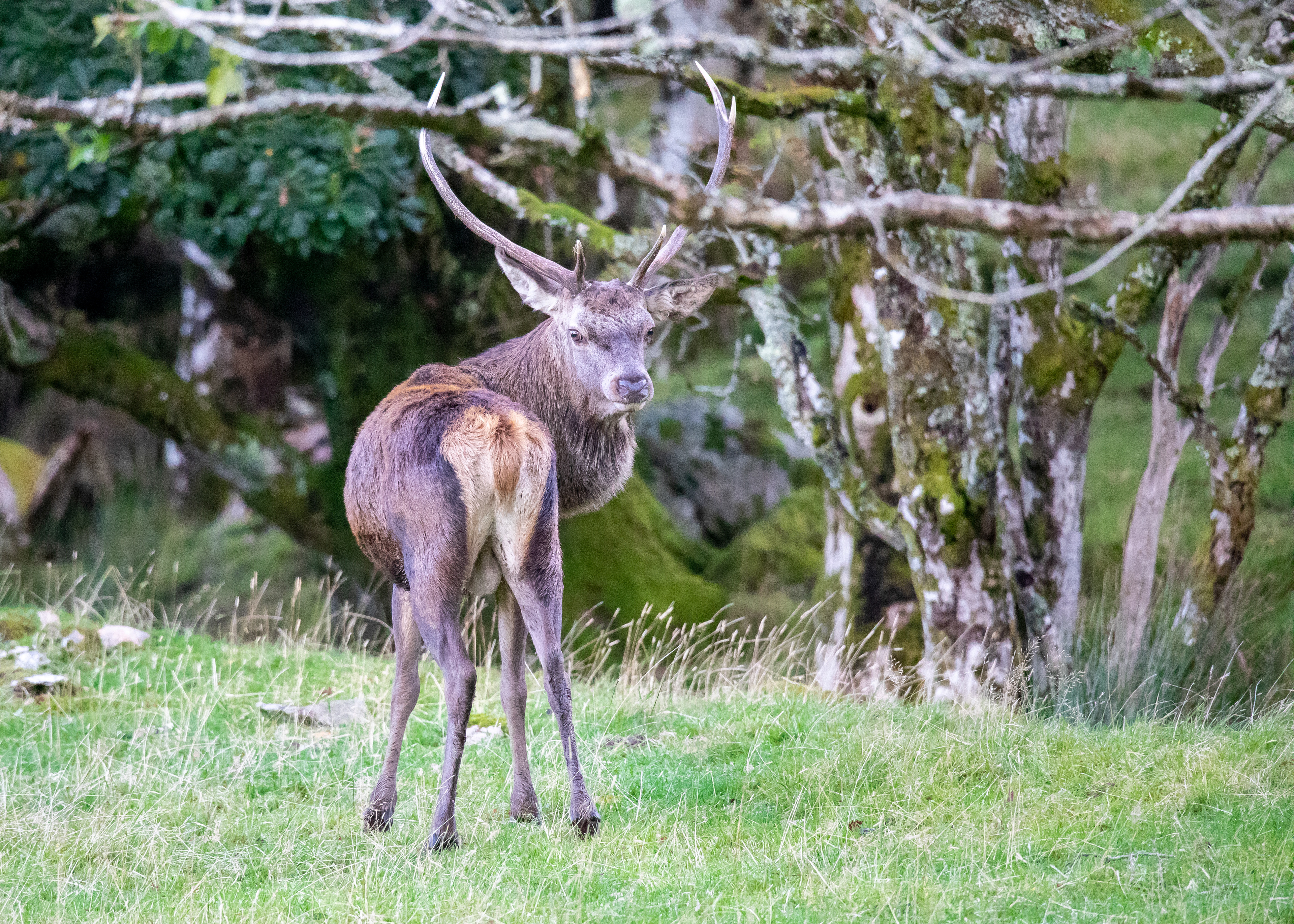 Scottish Wildlife 17