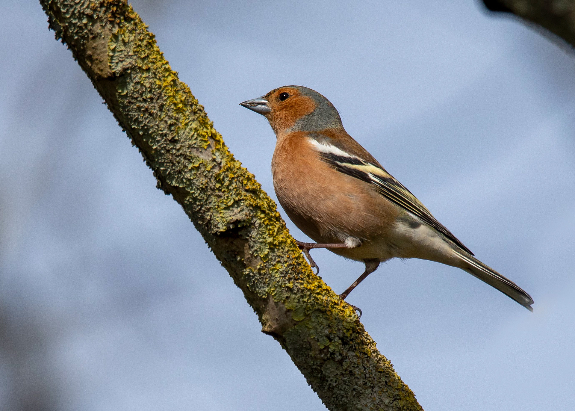 Chaffinch