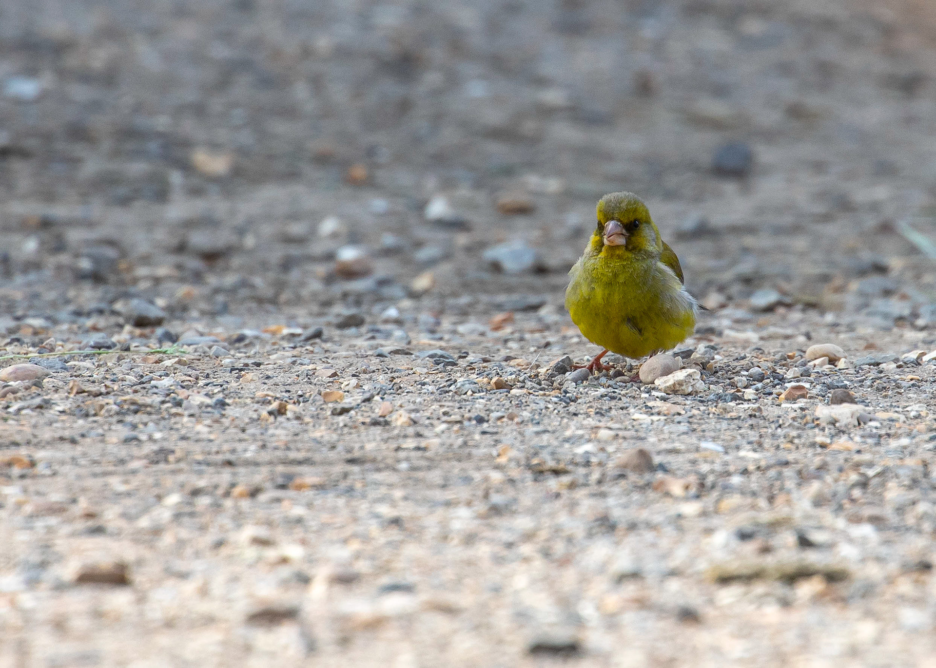 Whittlesey & Eldernell 16