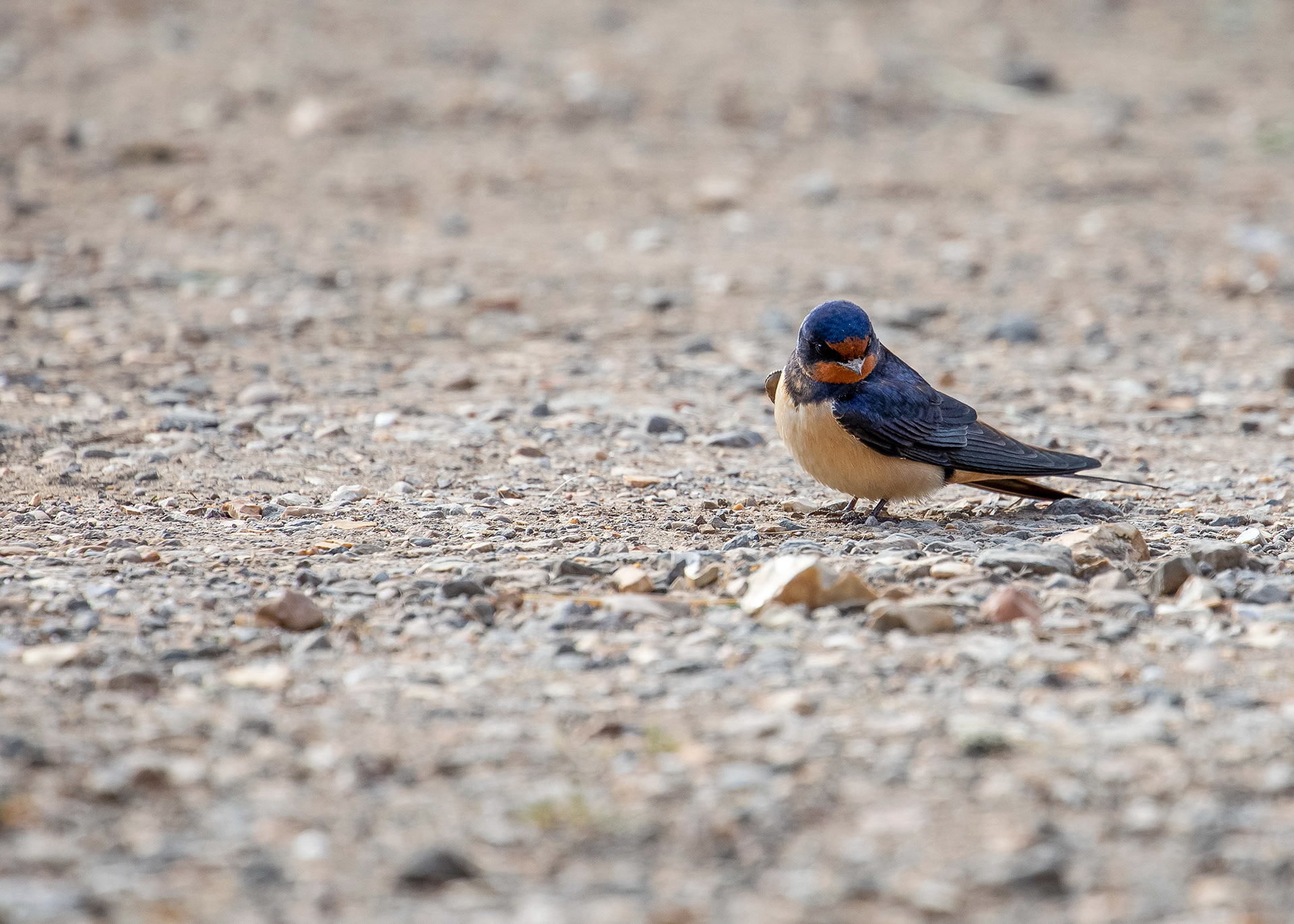 Whittlesey & Eldernell 18