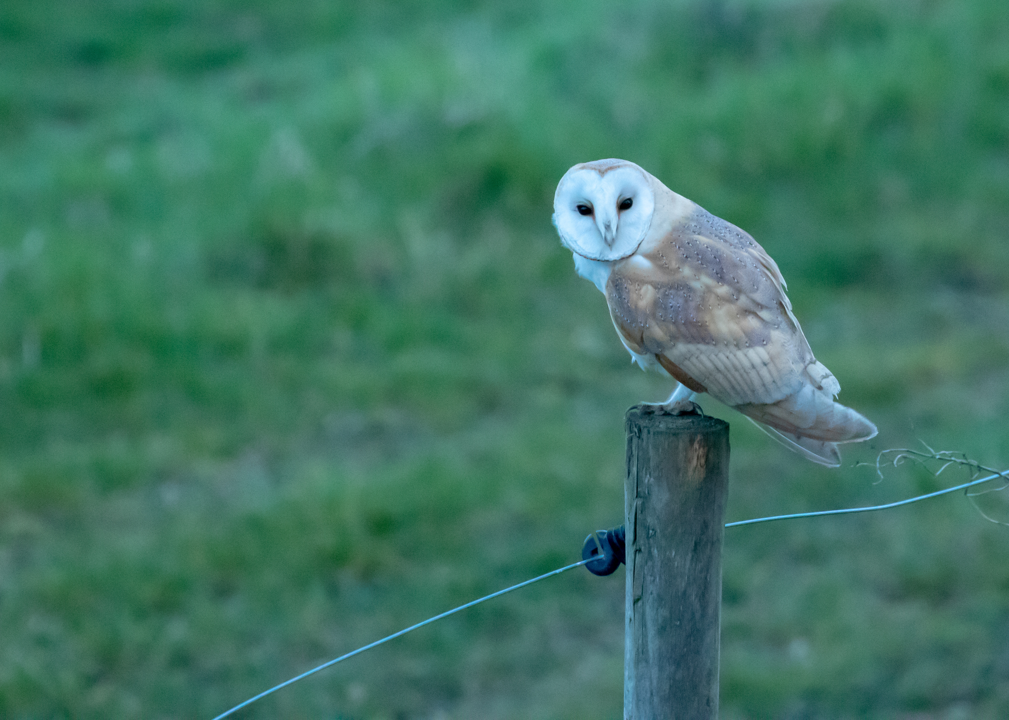 Barn Owl 6