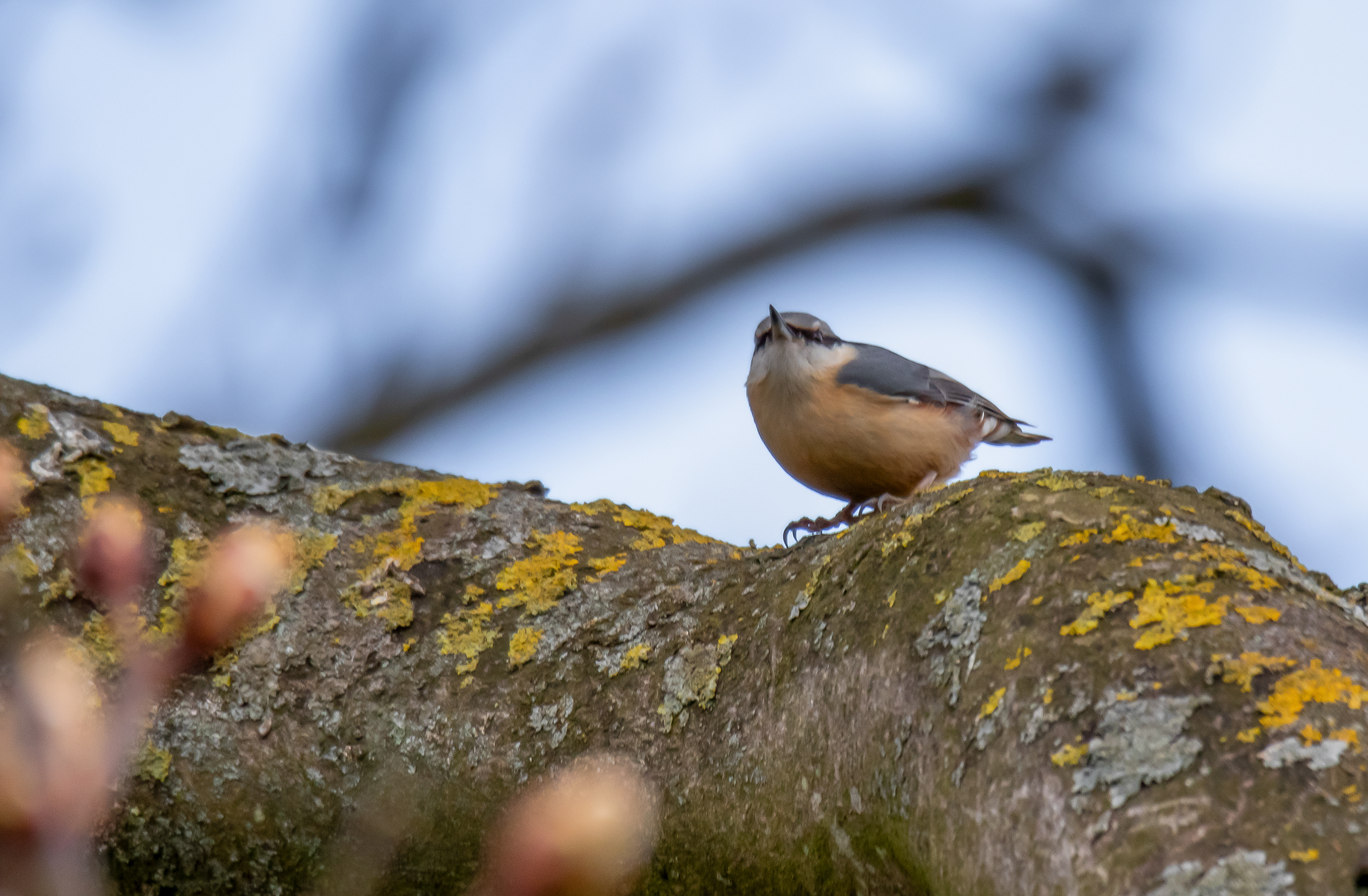 Tree Creeper
