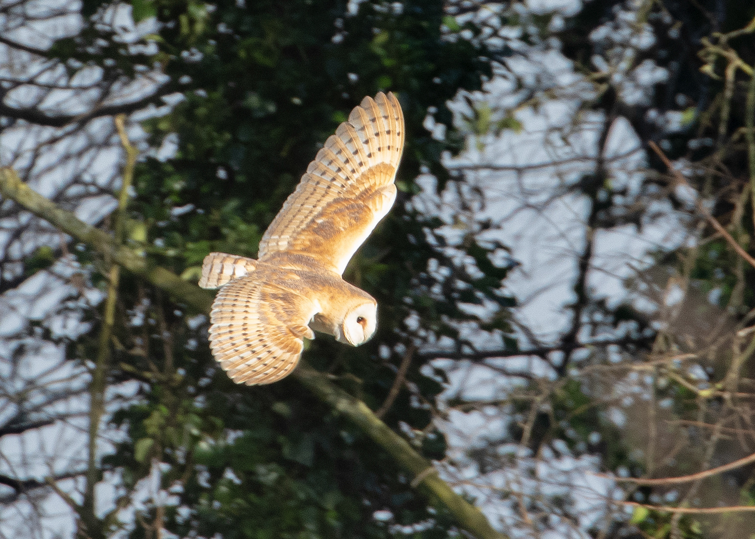 Barn Owl 3