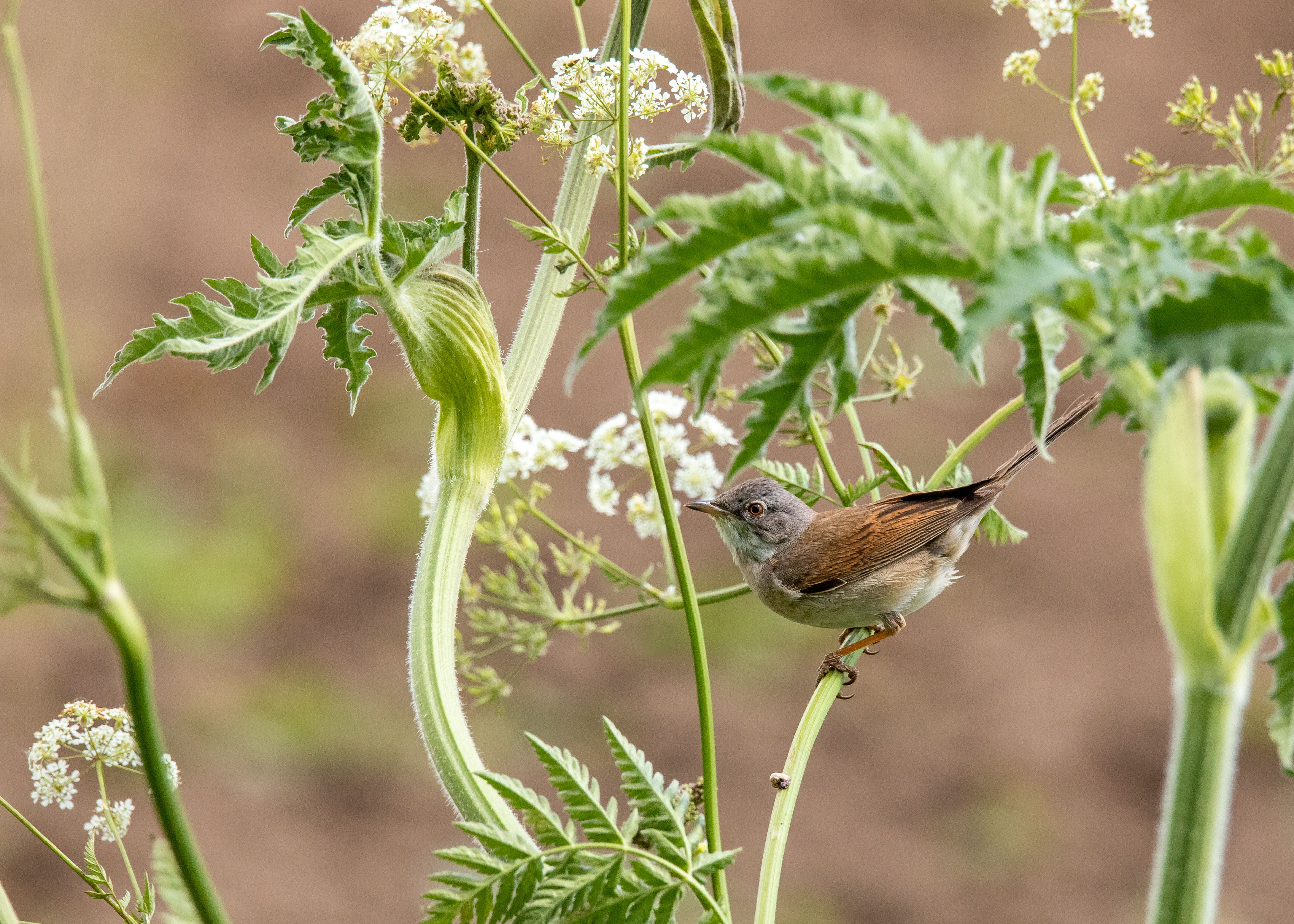 White Throat 1