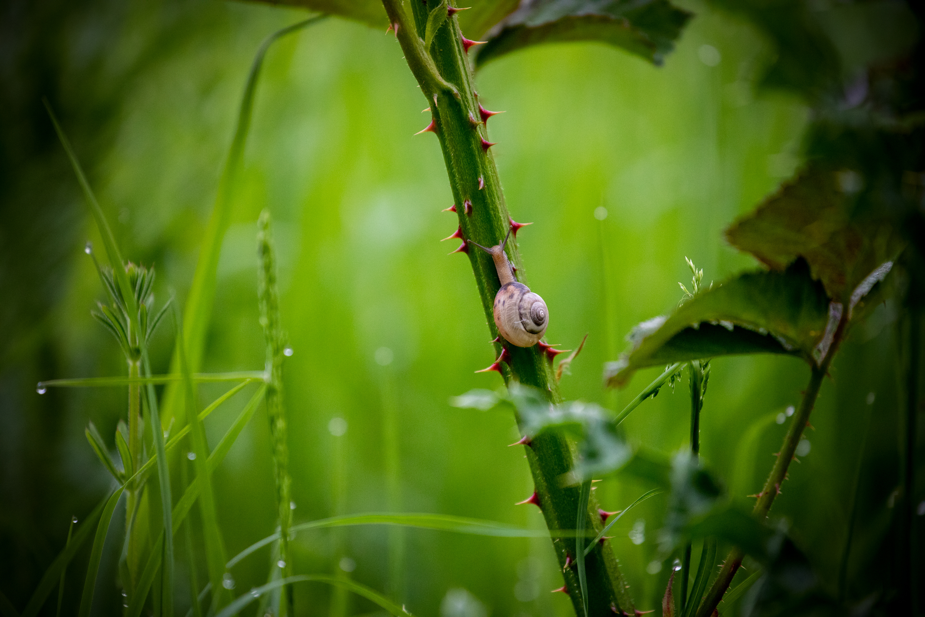5 Brown-Lipped Snail