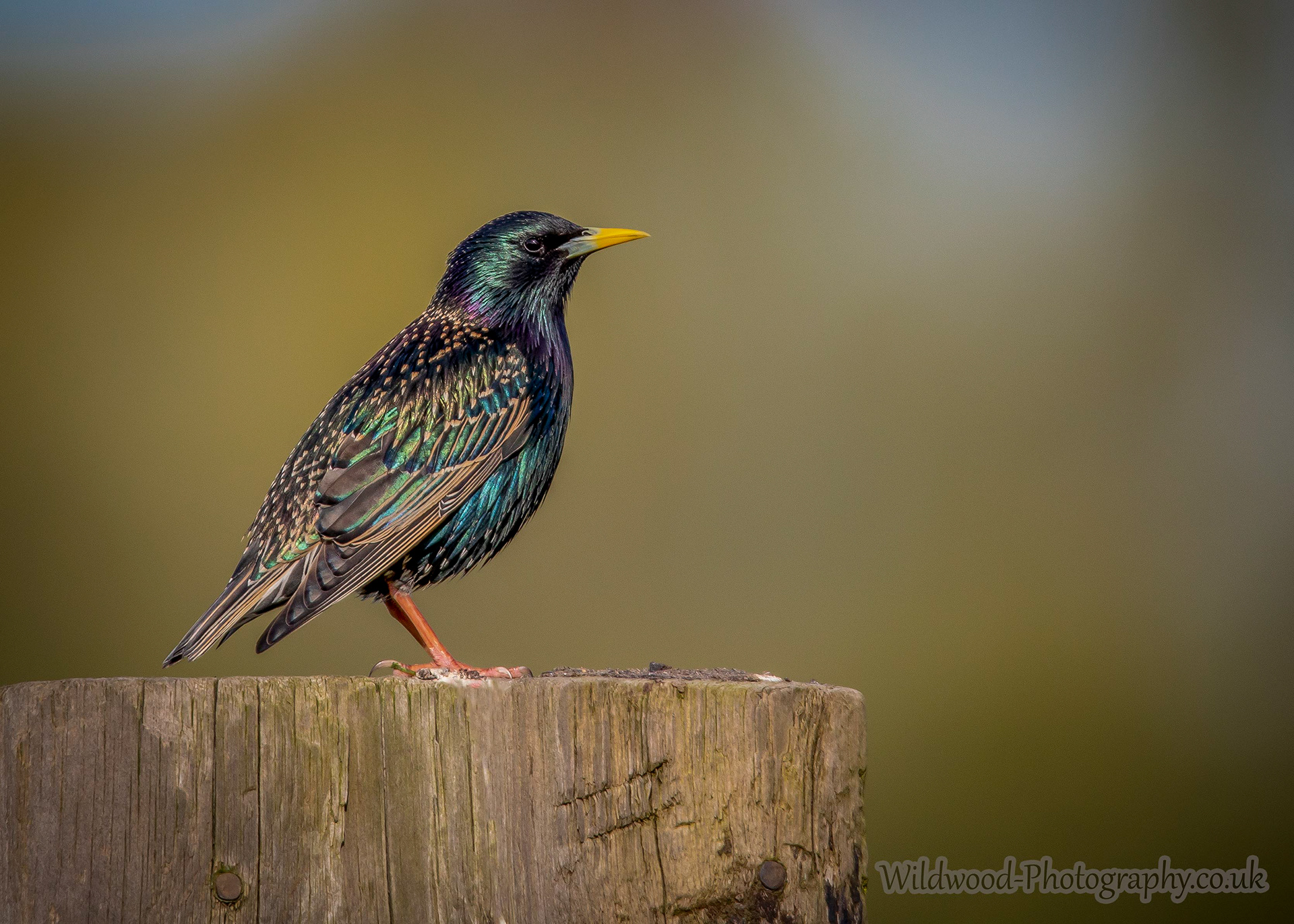 Starling 1