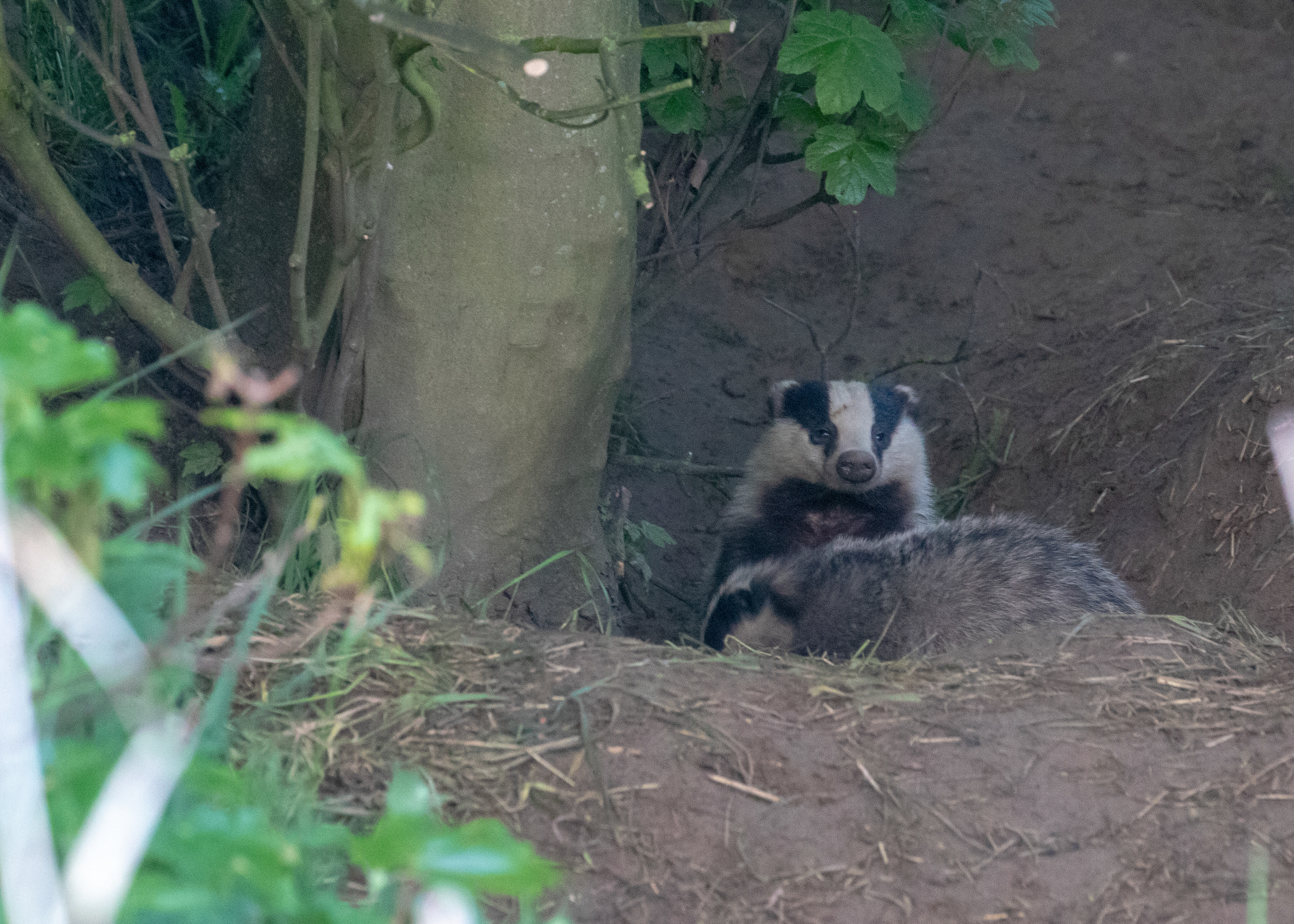 Badgers 3