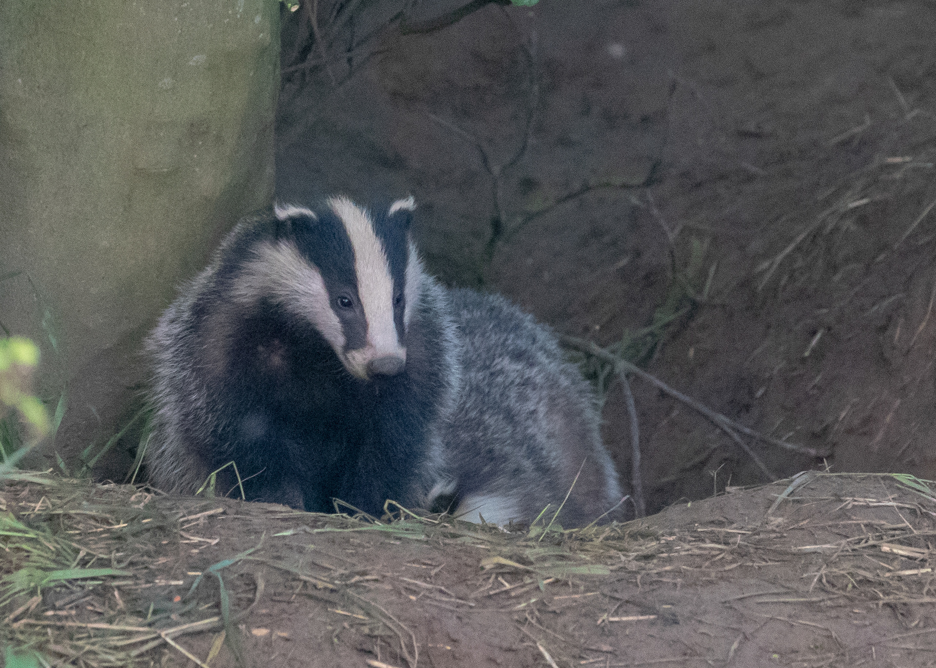 Badgers 1