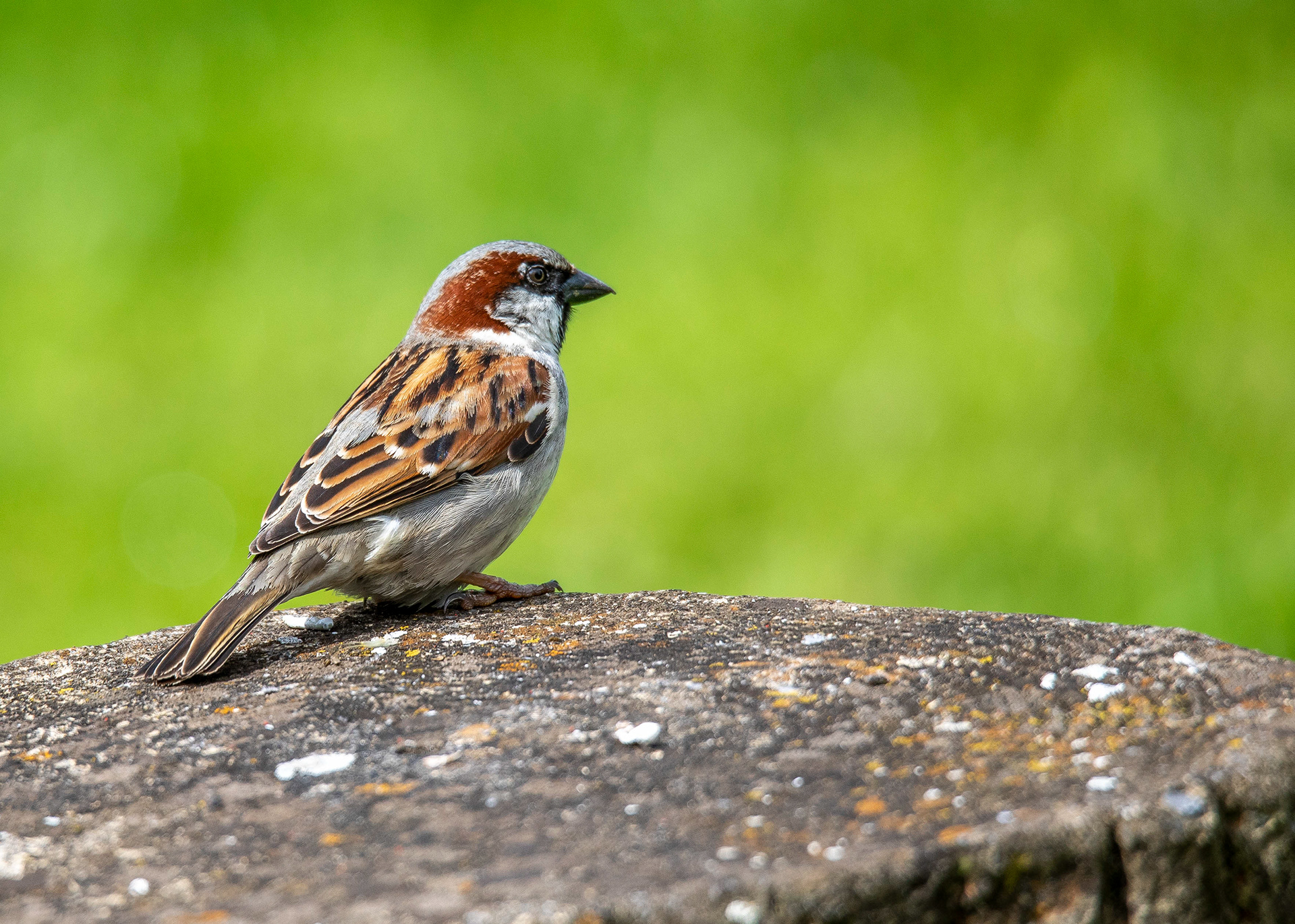 Whittlesey & Eldernell 13