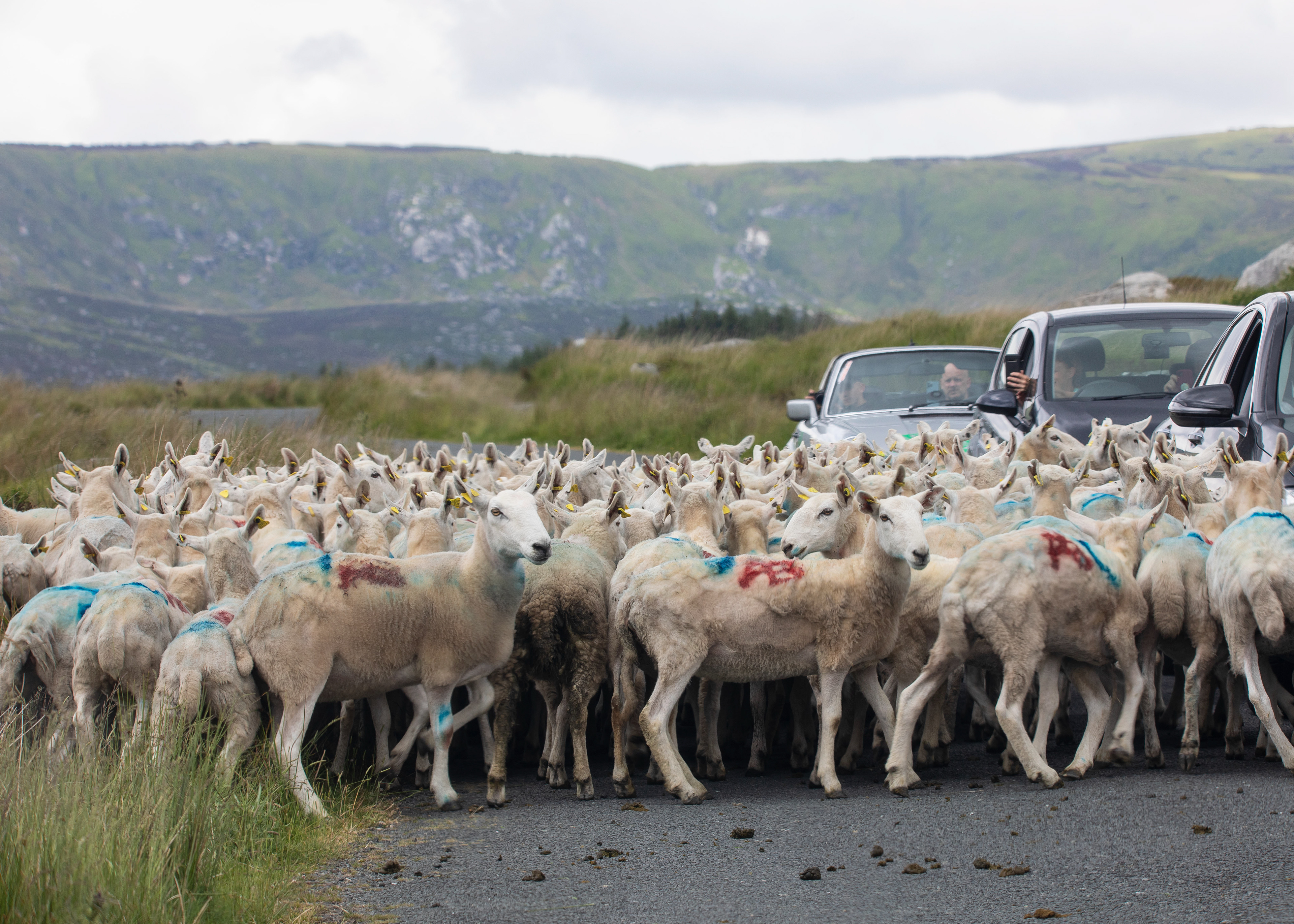 Traffic Jam in Glendalough 2