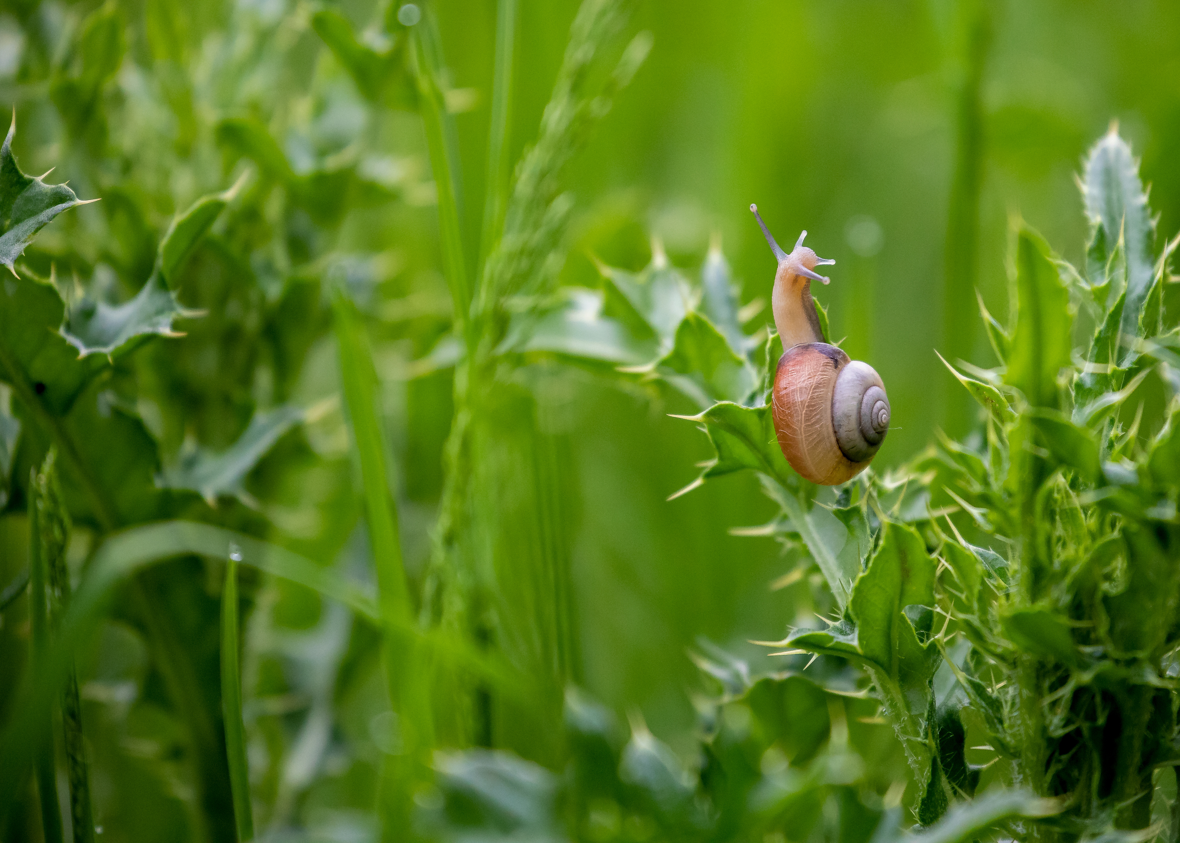 6 Brown-Lipped Snail