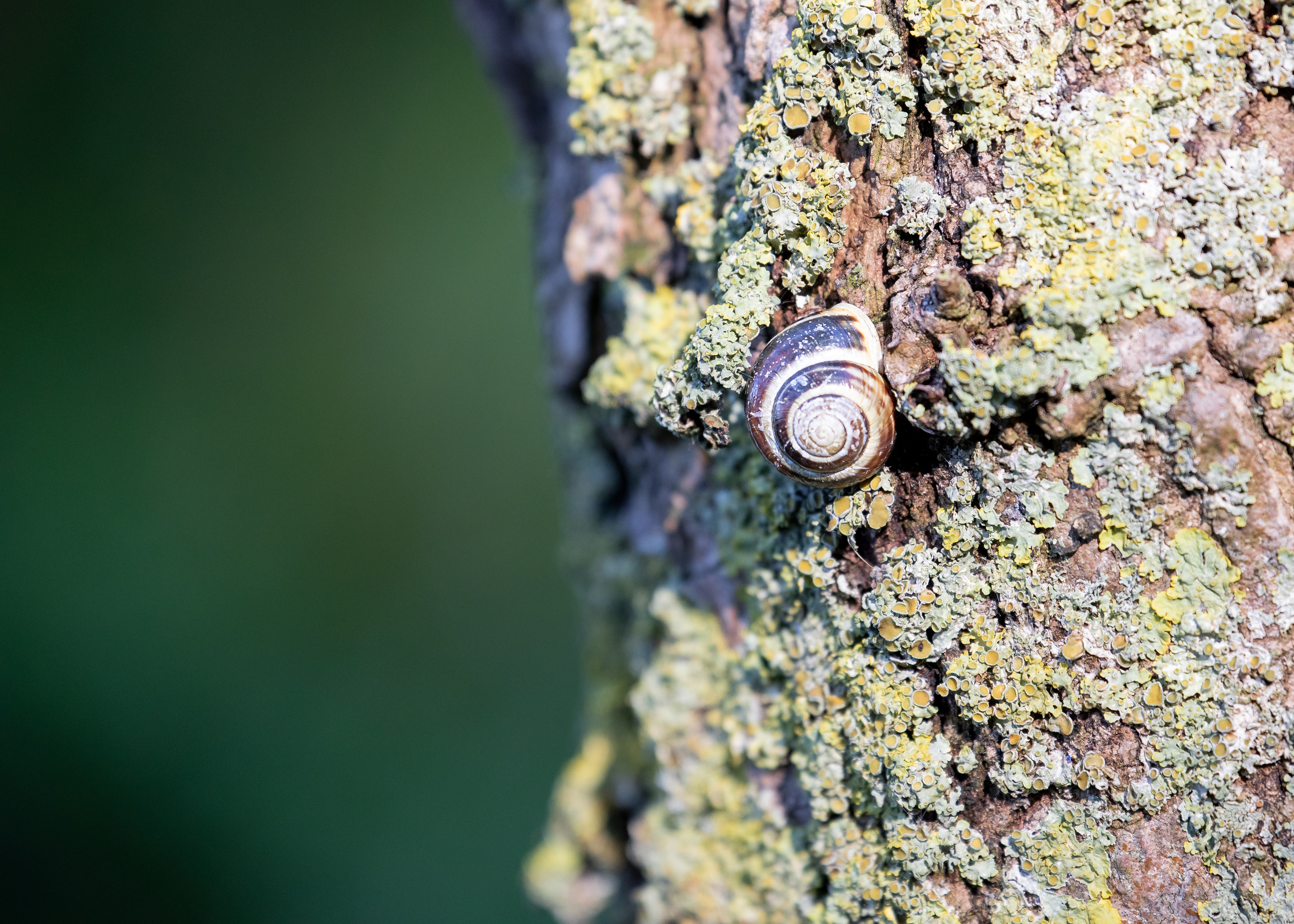 8 White-Lipped Snail