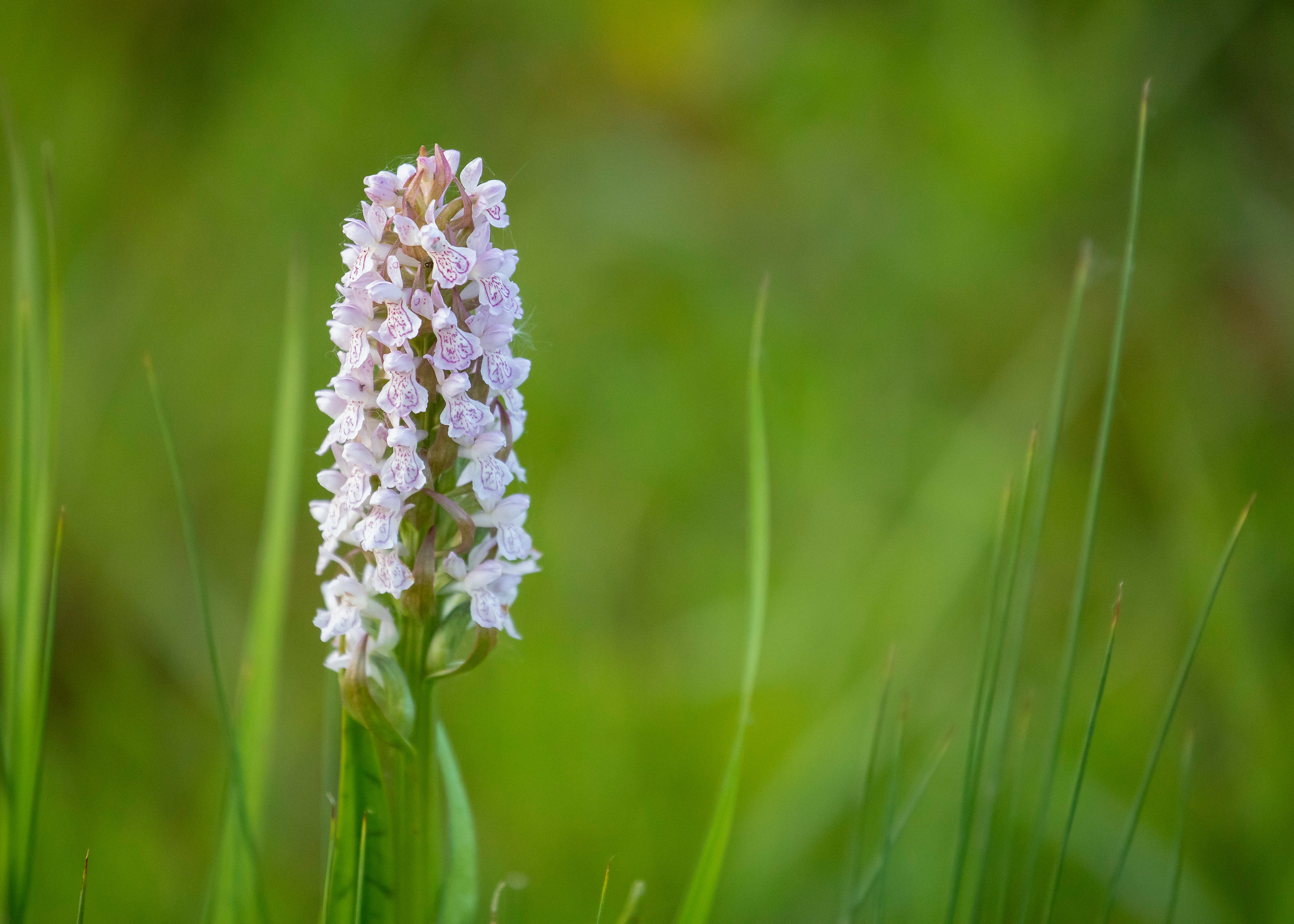 Whittlesey & Eldernell 5