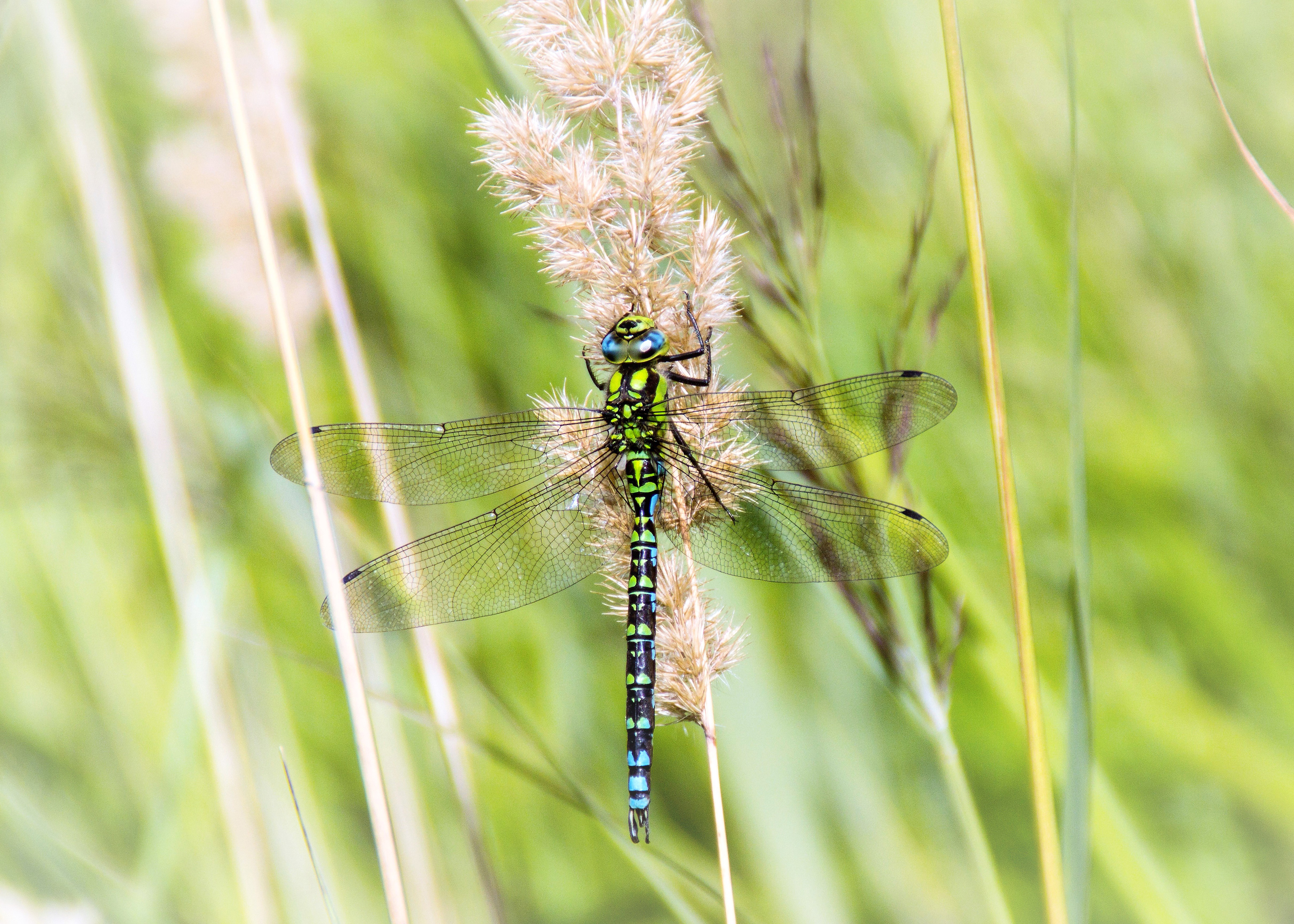 Dragonflies 4
