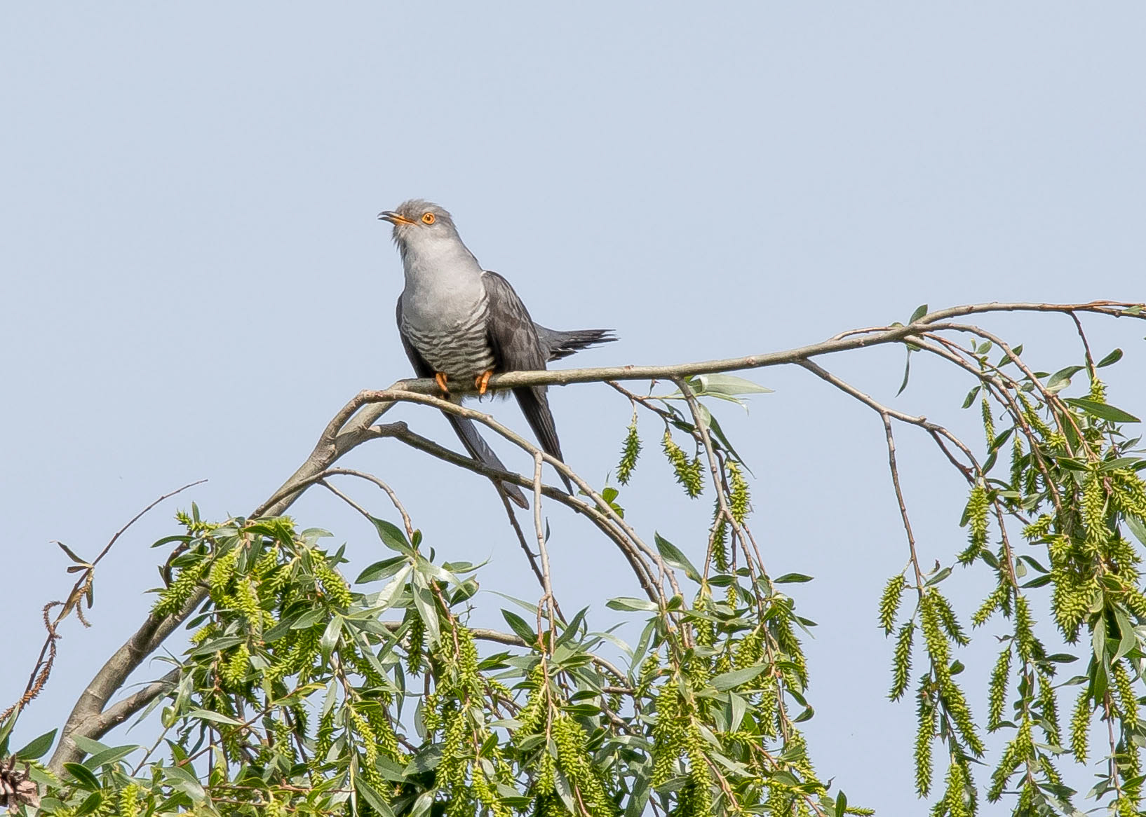 Cuckoo 1