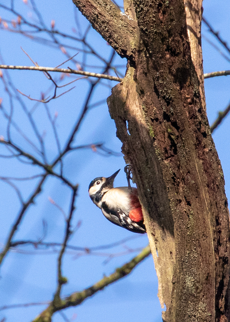 Woodpecker 2
