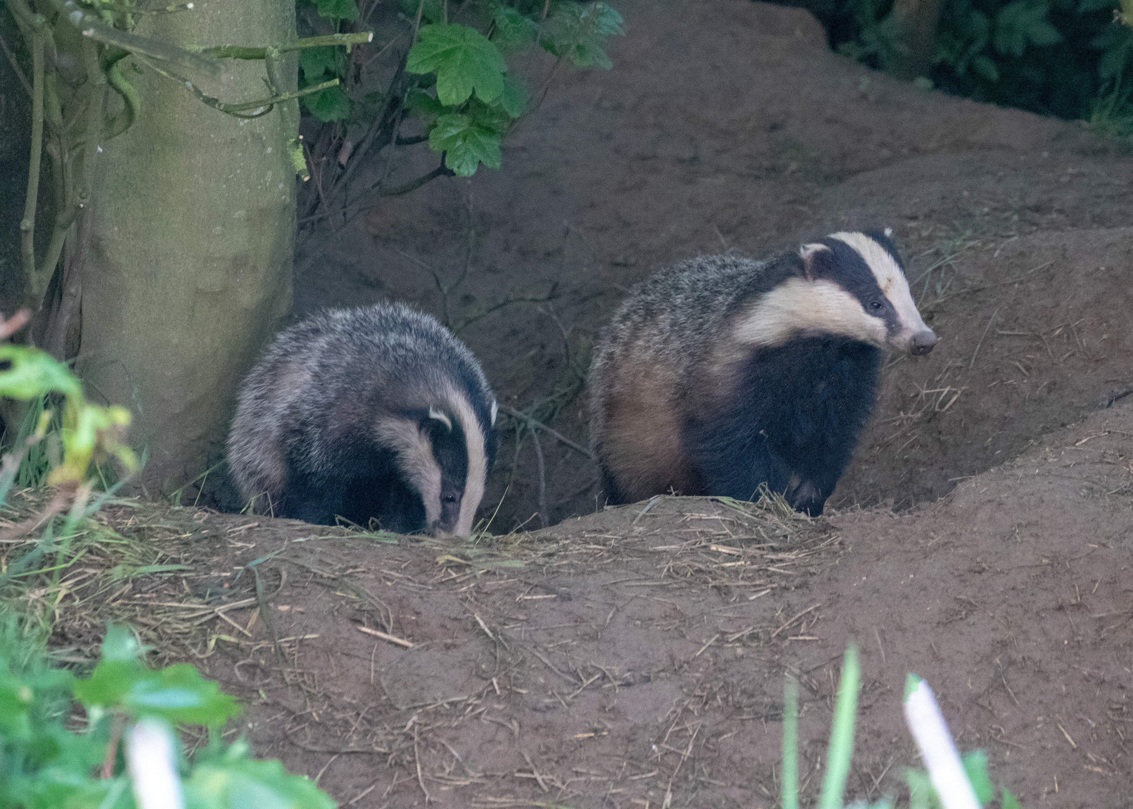 Badgers 2