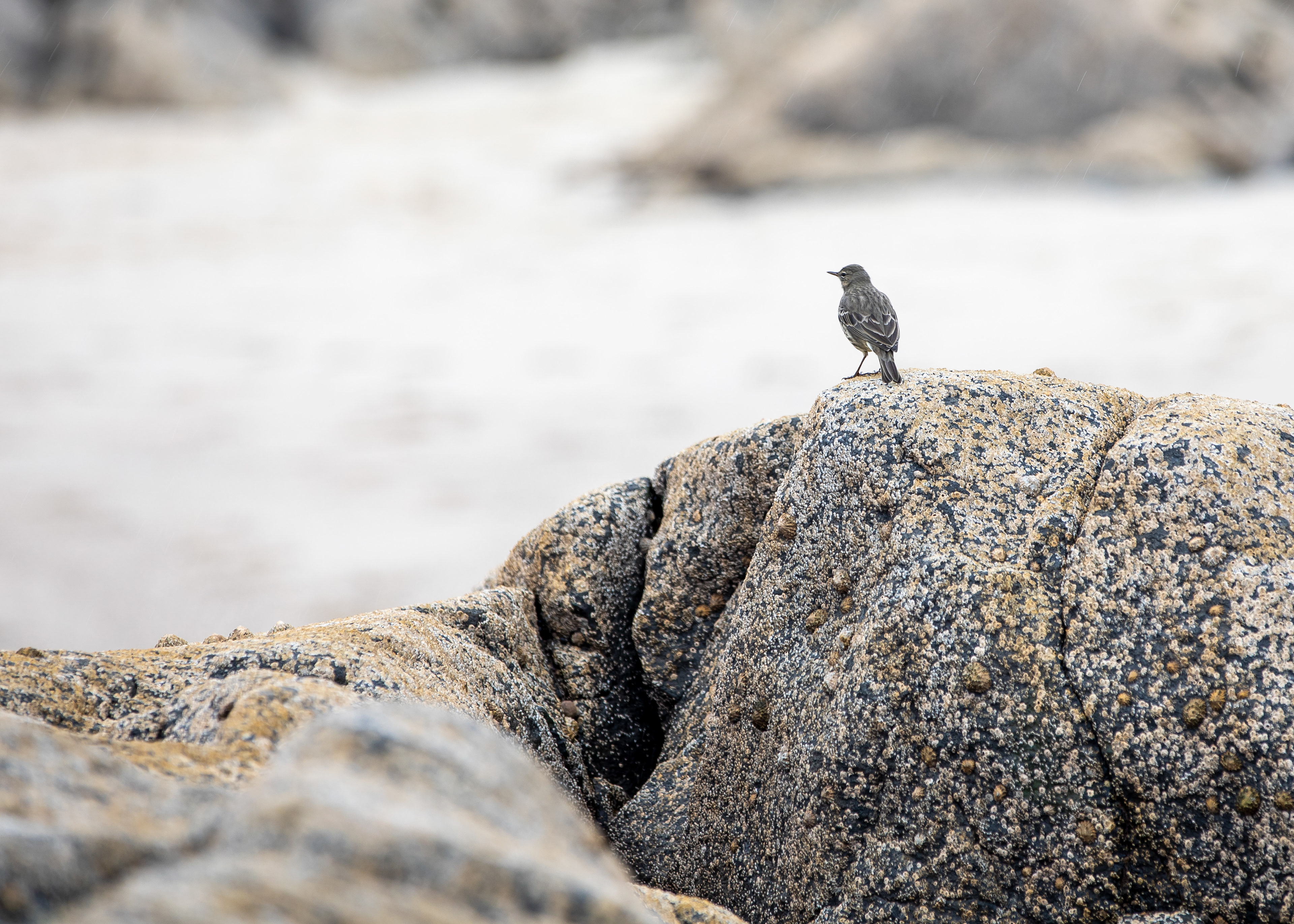 Scottish Wildlife 7