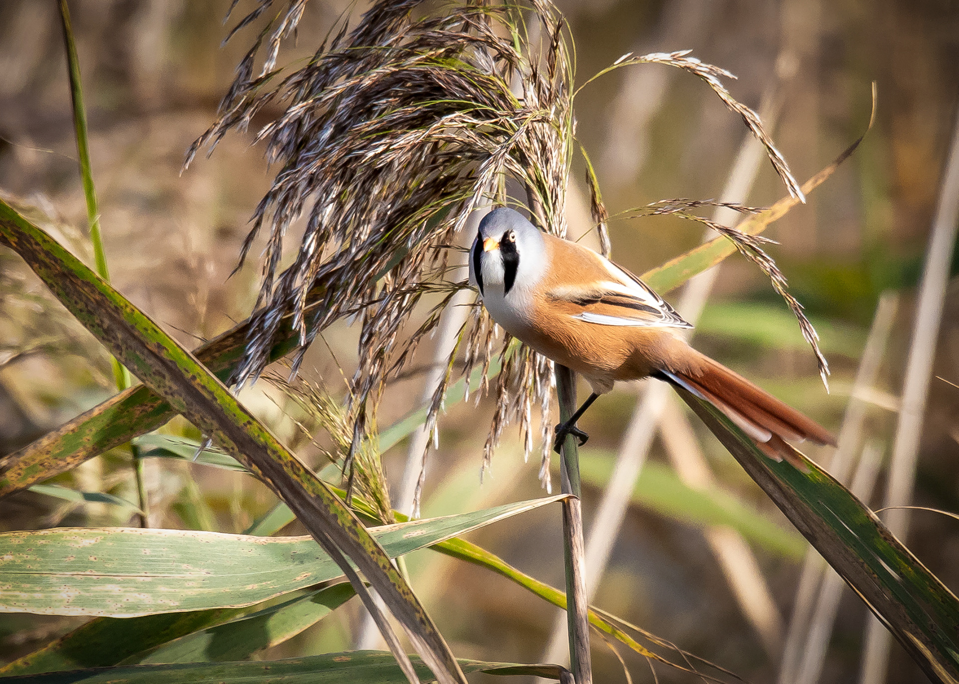 Bearded Tit