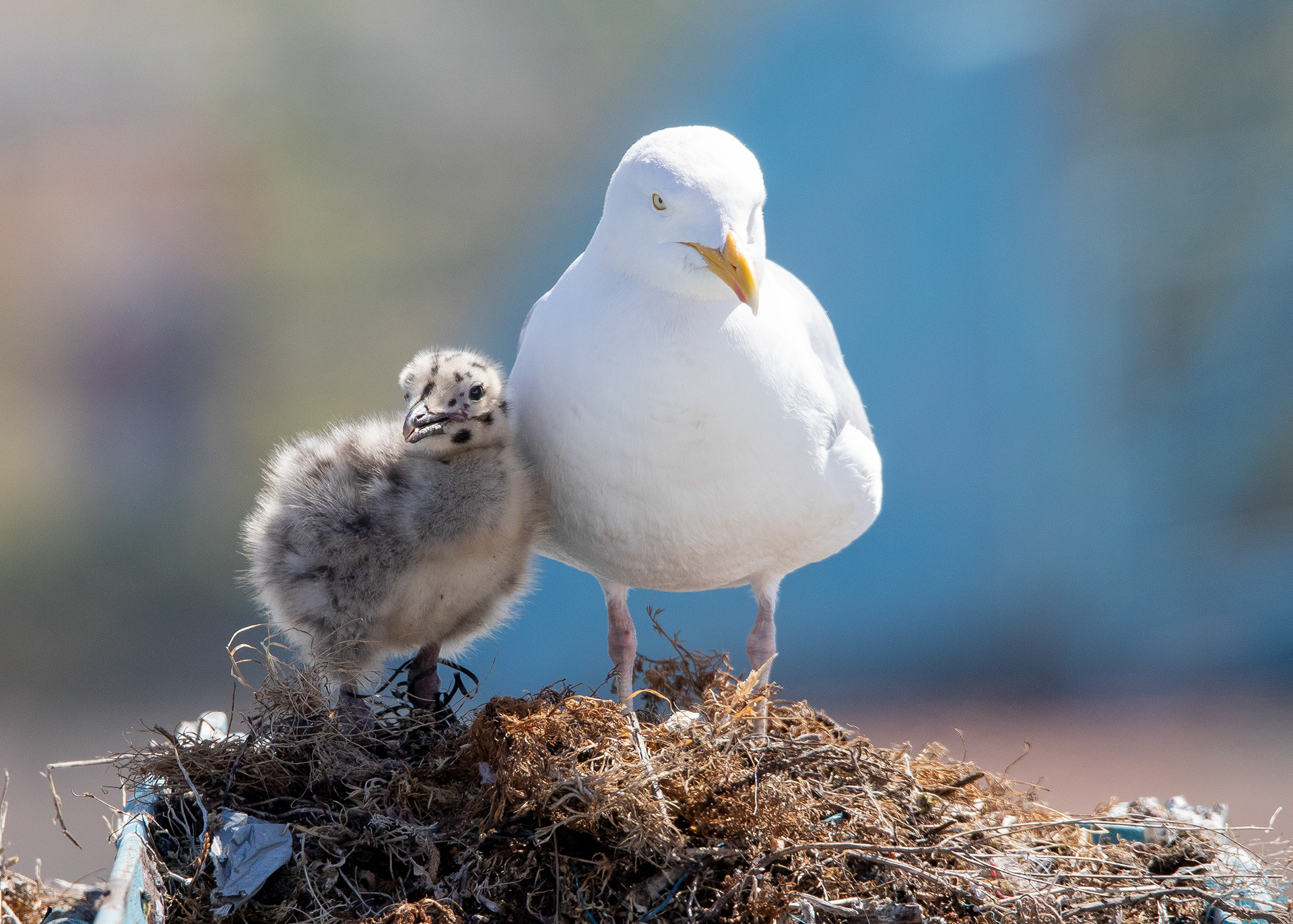 Gull & Chick 3