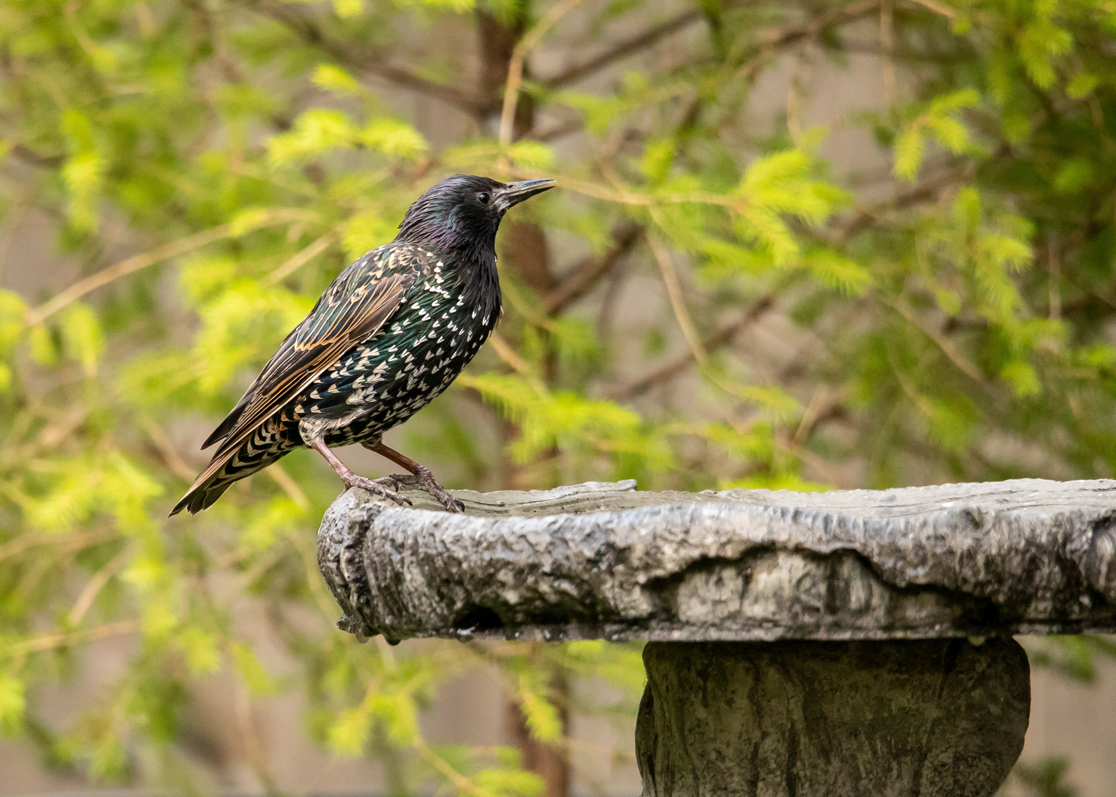 Starling