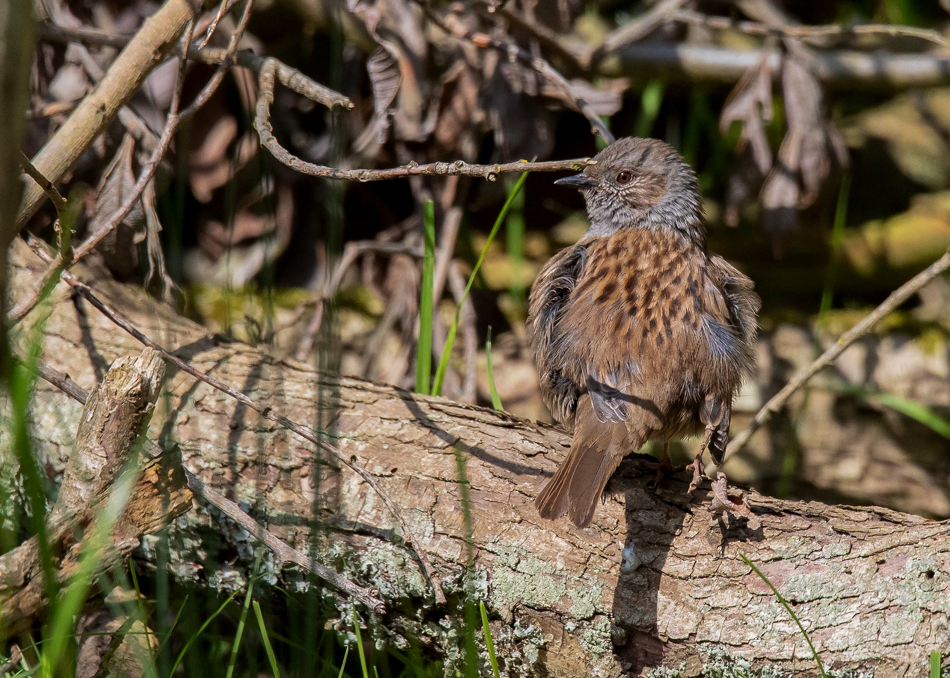 Whittlesey & Eldernell 14