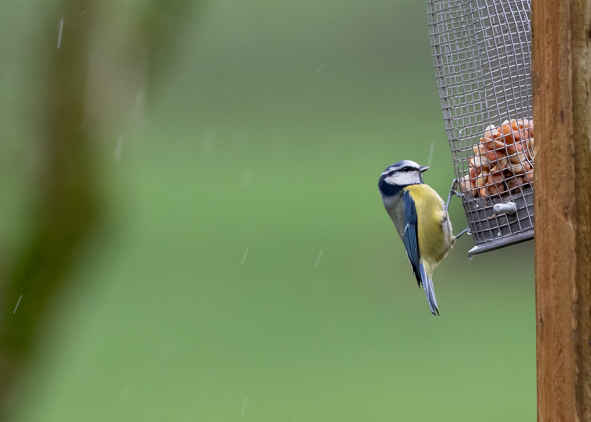 Blue Tit feeder