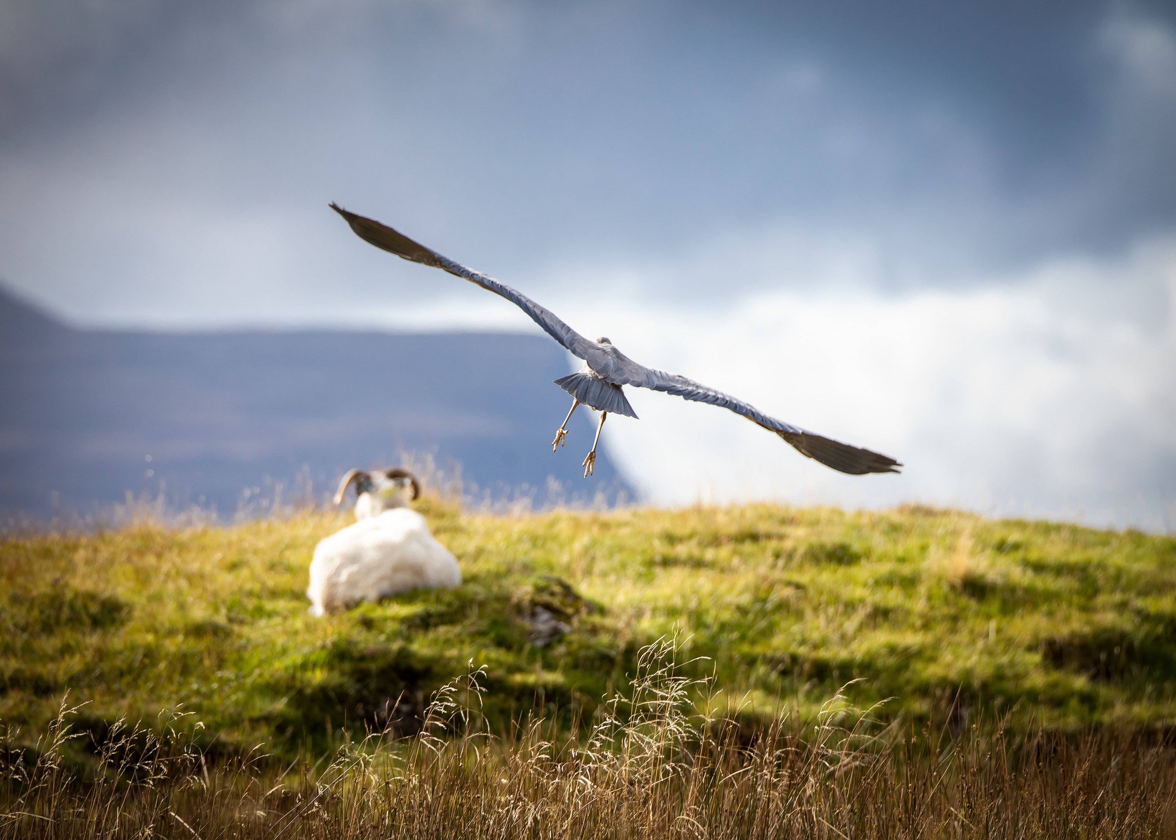 Scottish Wildlife 4