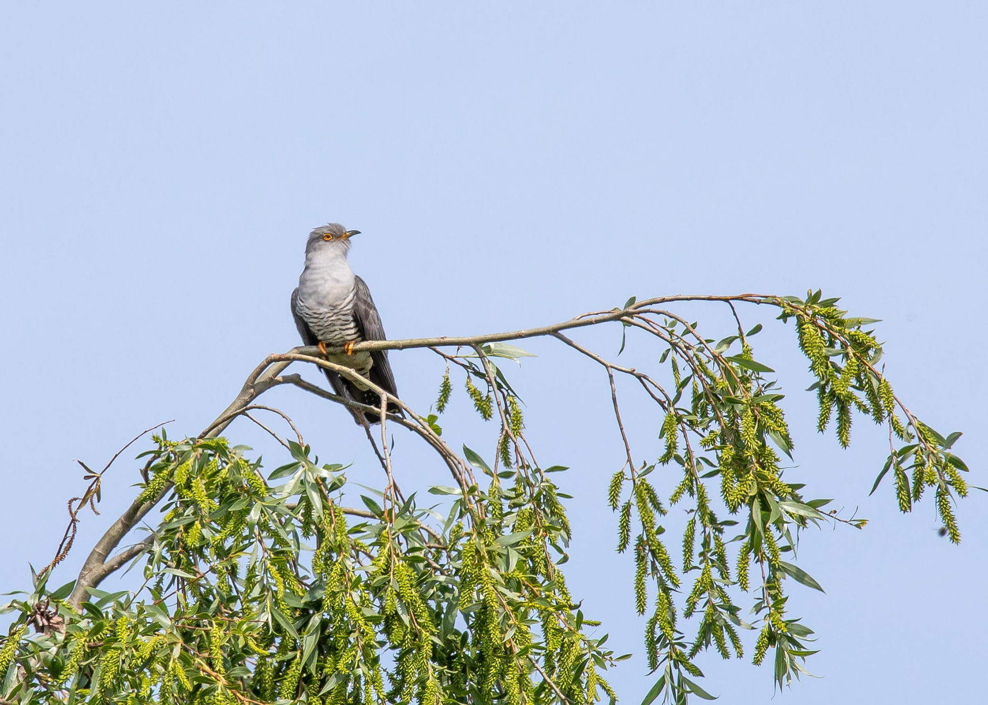 Cuckoo 2