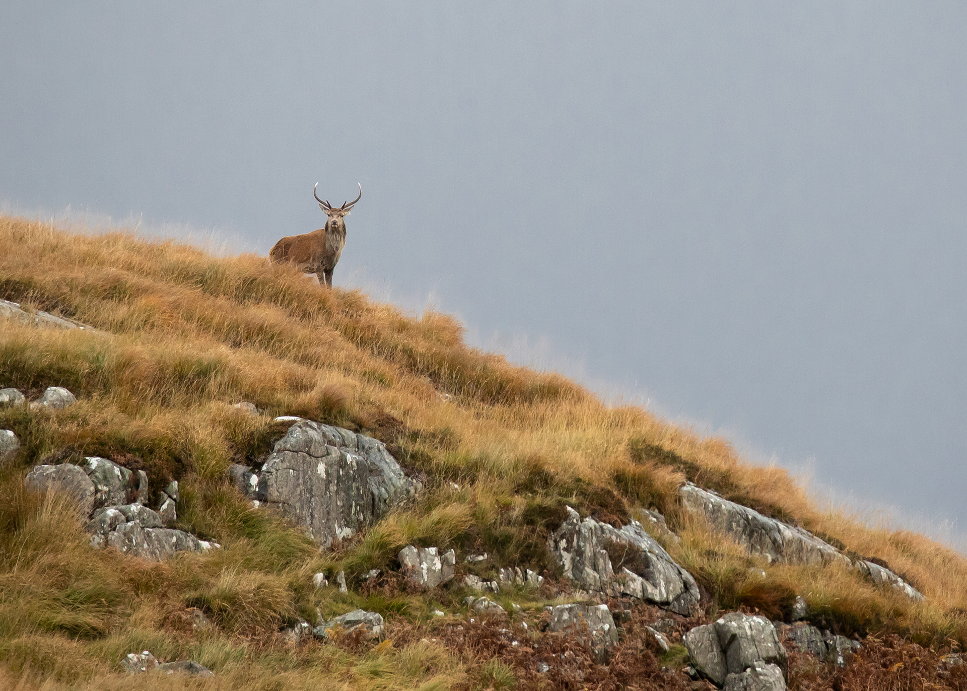 Scottish Wildlife 16