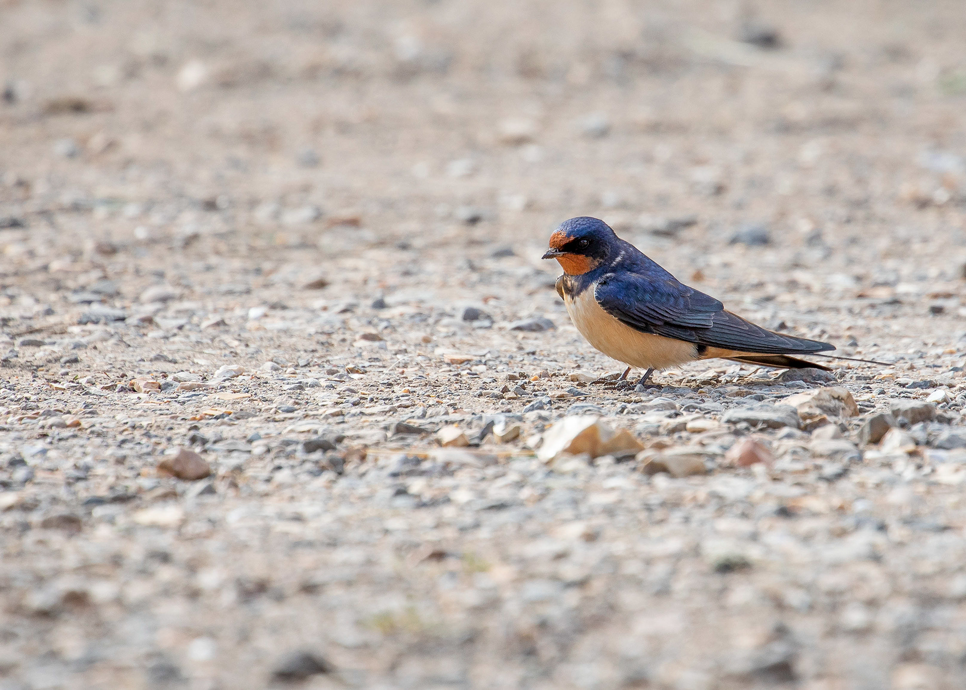 Whittlesey & Eldernell 20