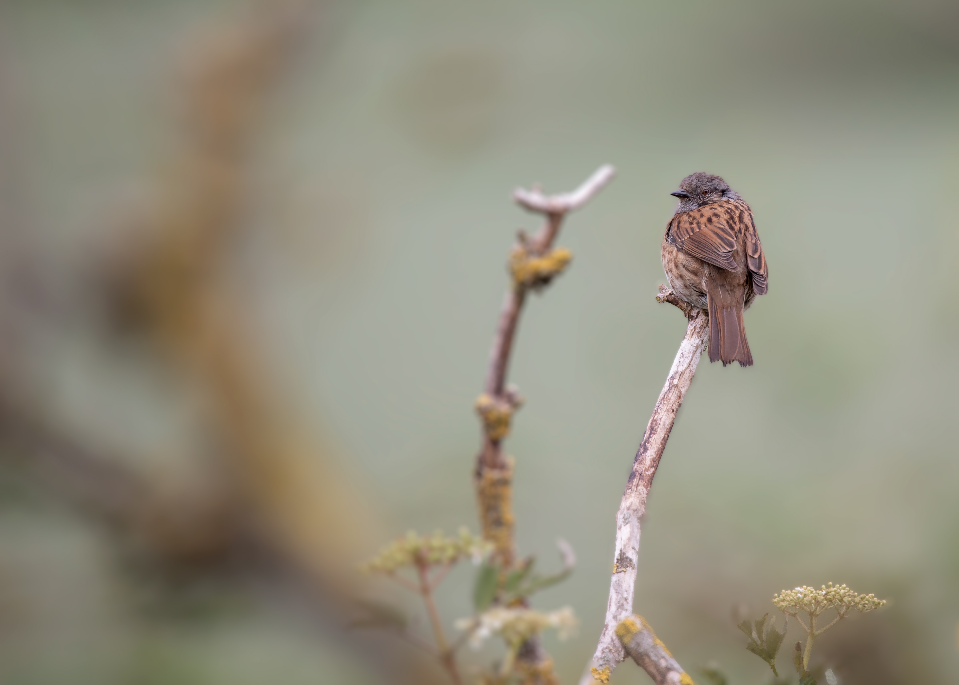 Dunnock 1
