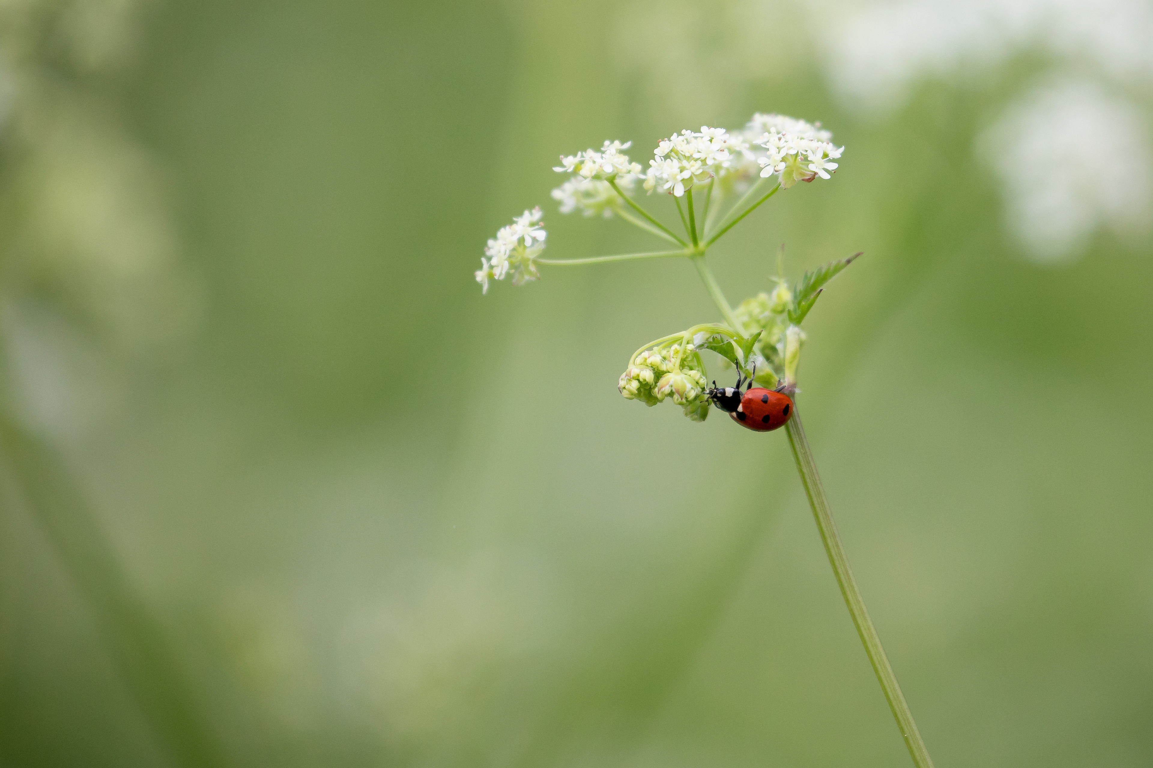 4 Ladybird on Cow Parsley