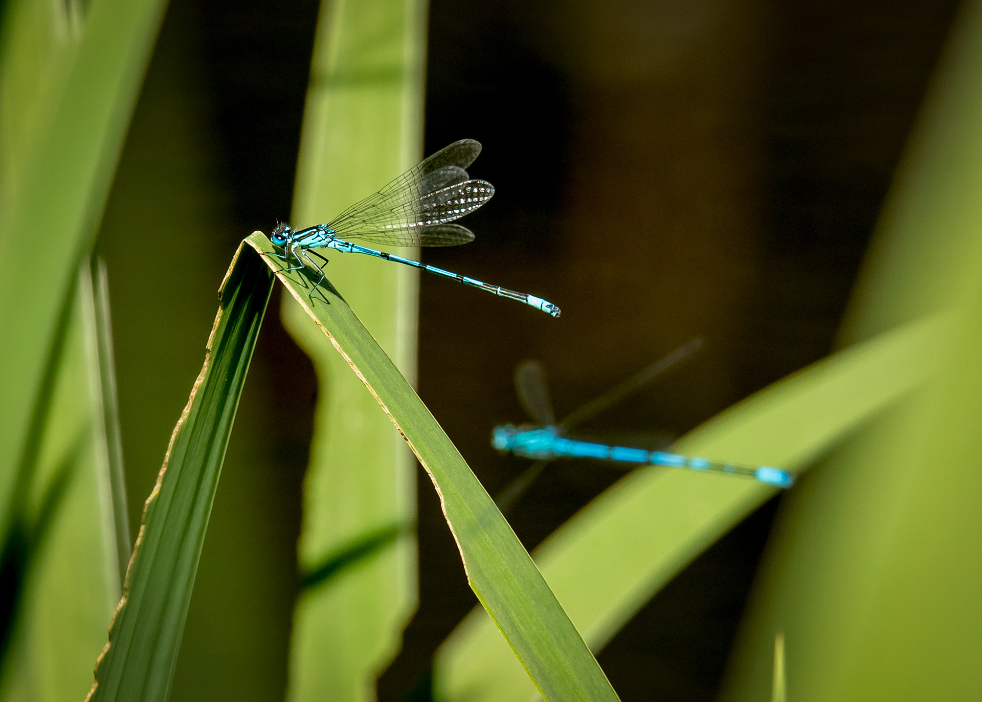 Dragonflies 3