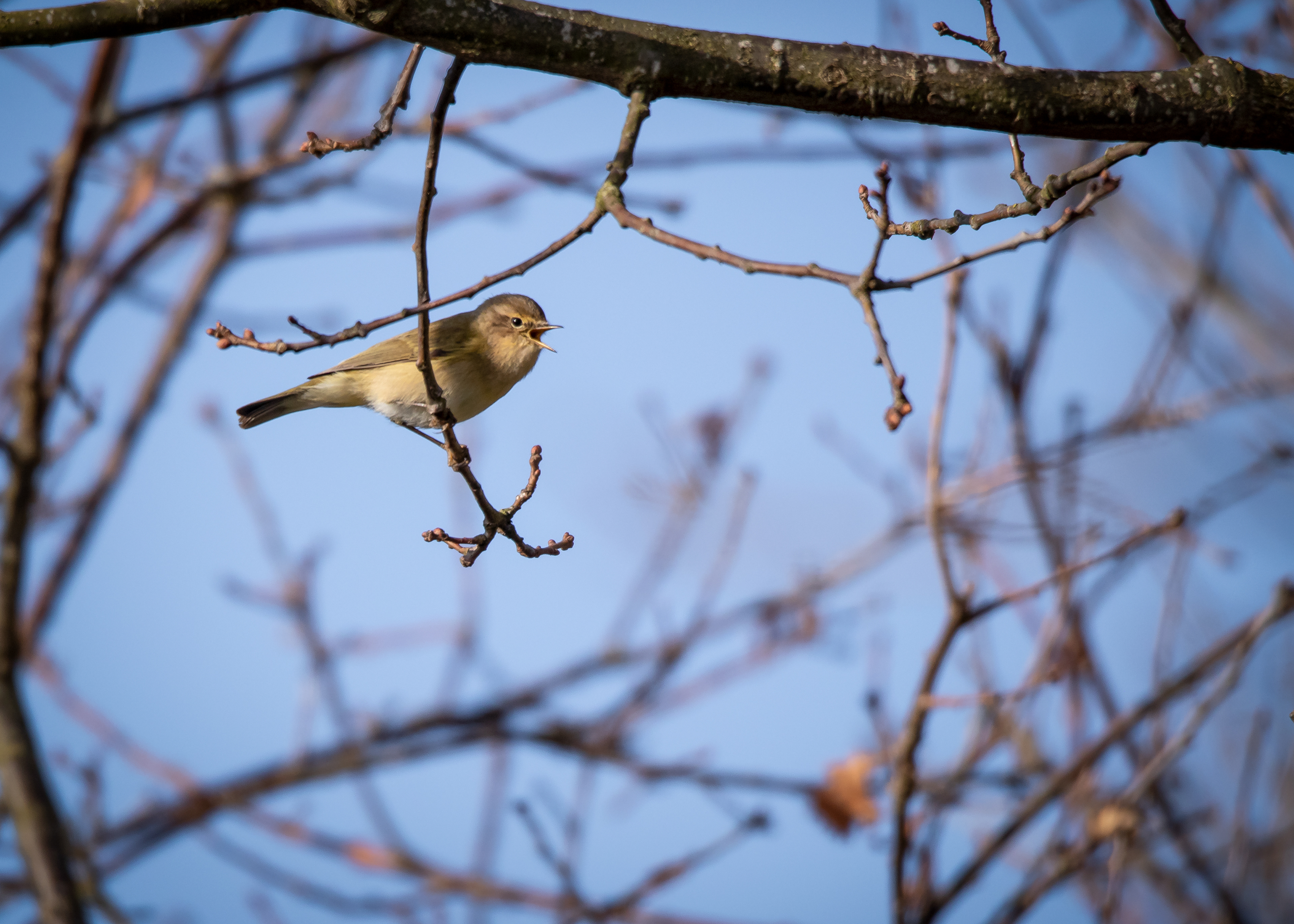 Small Birds 2