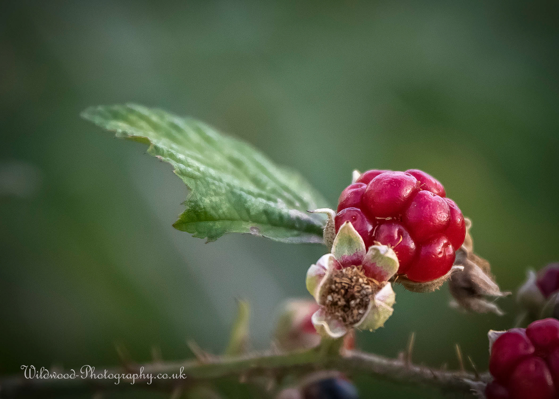 Ripening Blackberry