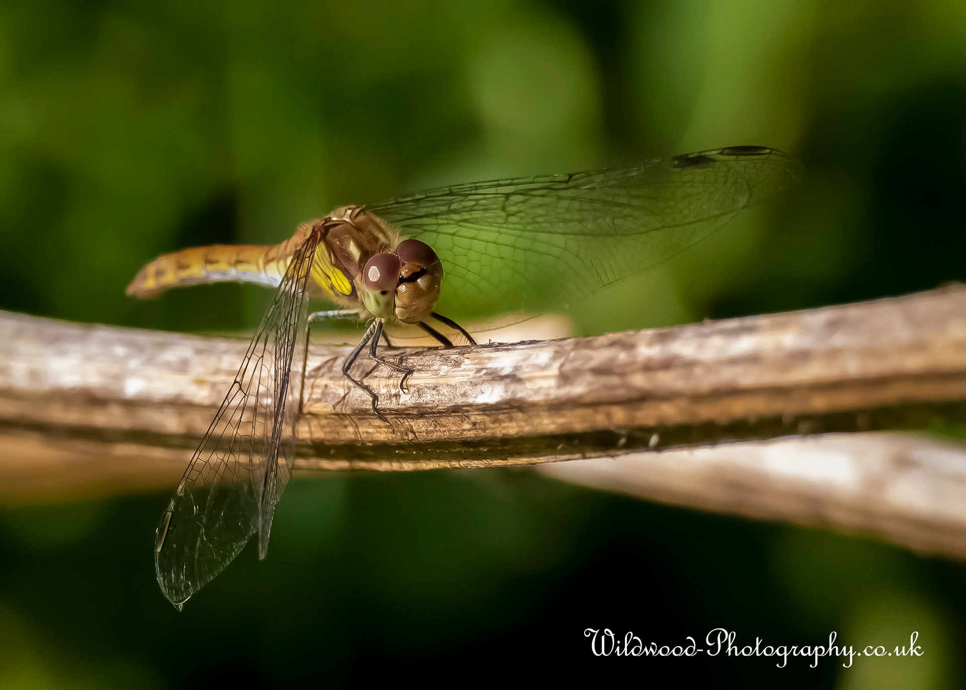 Common Darter