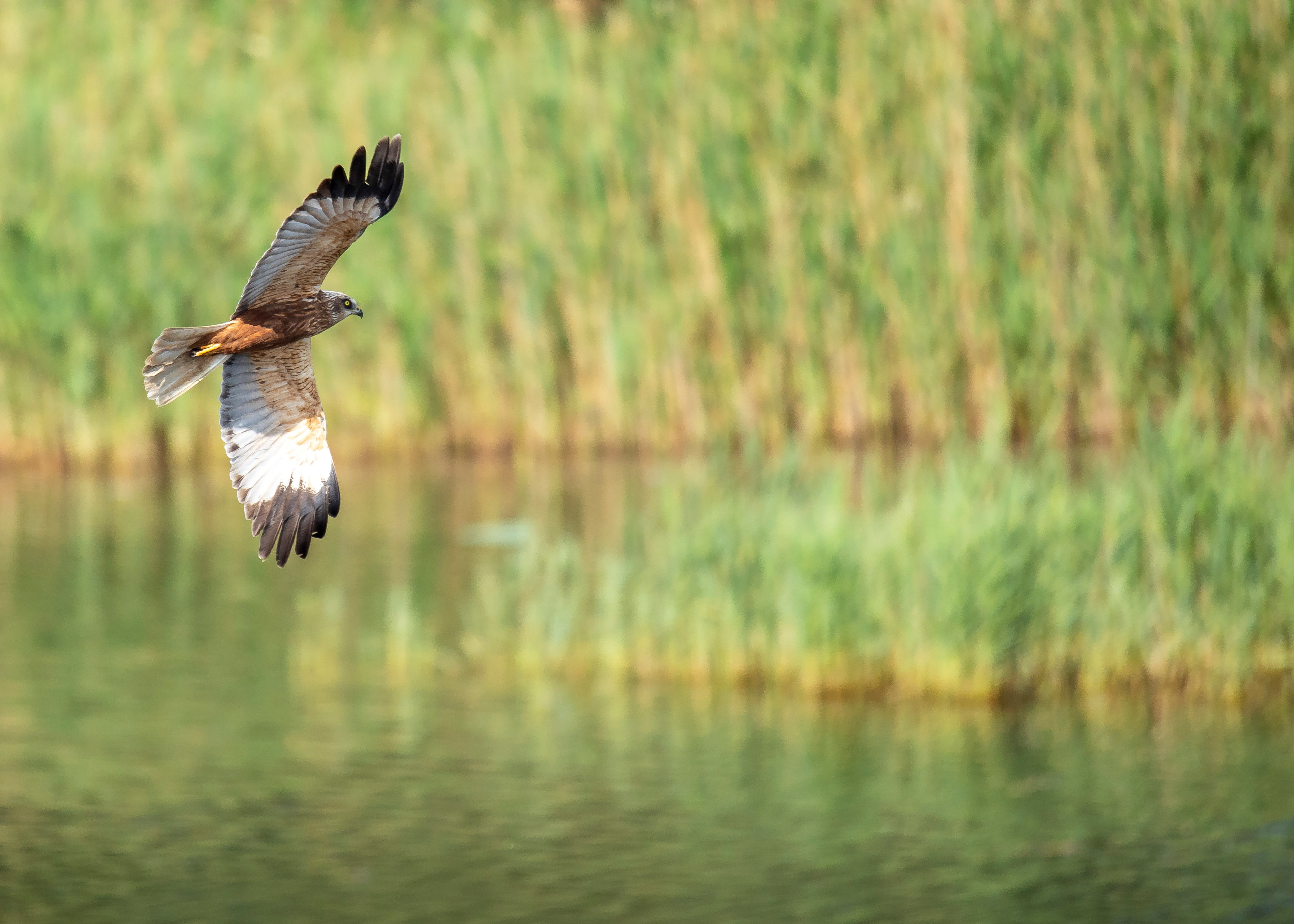 Marsh Harrier 2 (Male)