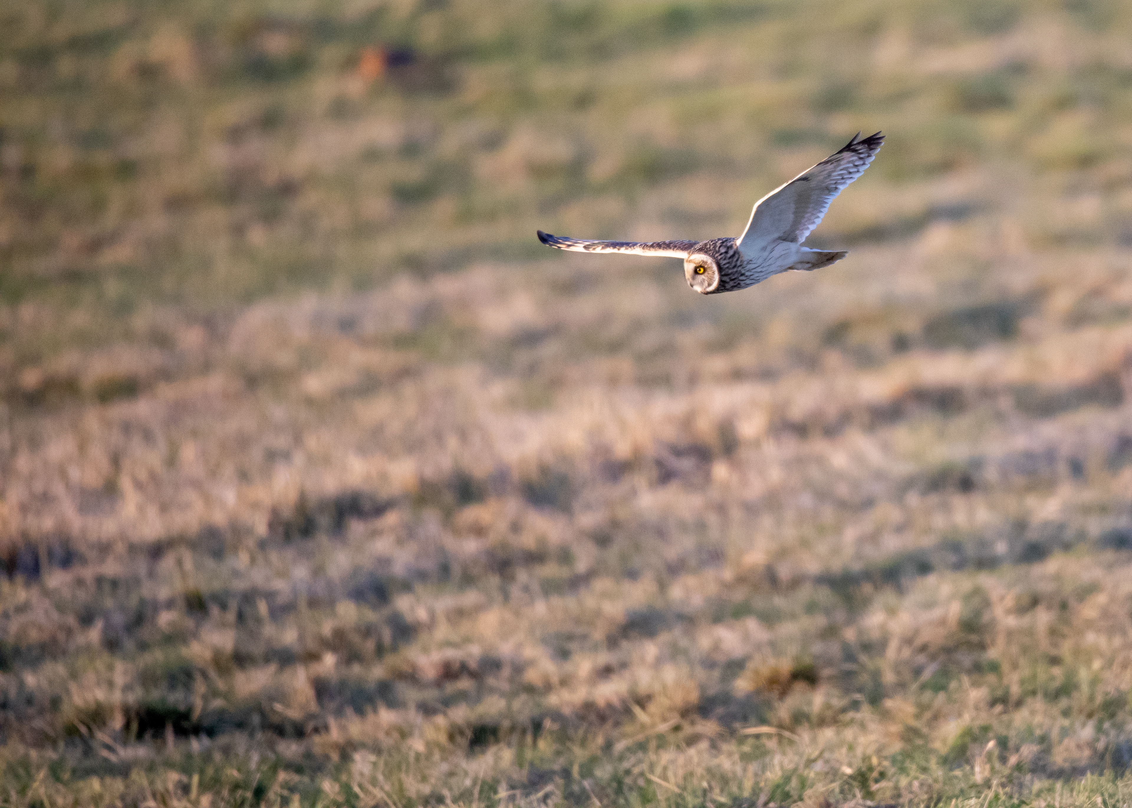 Short Eared 2
