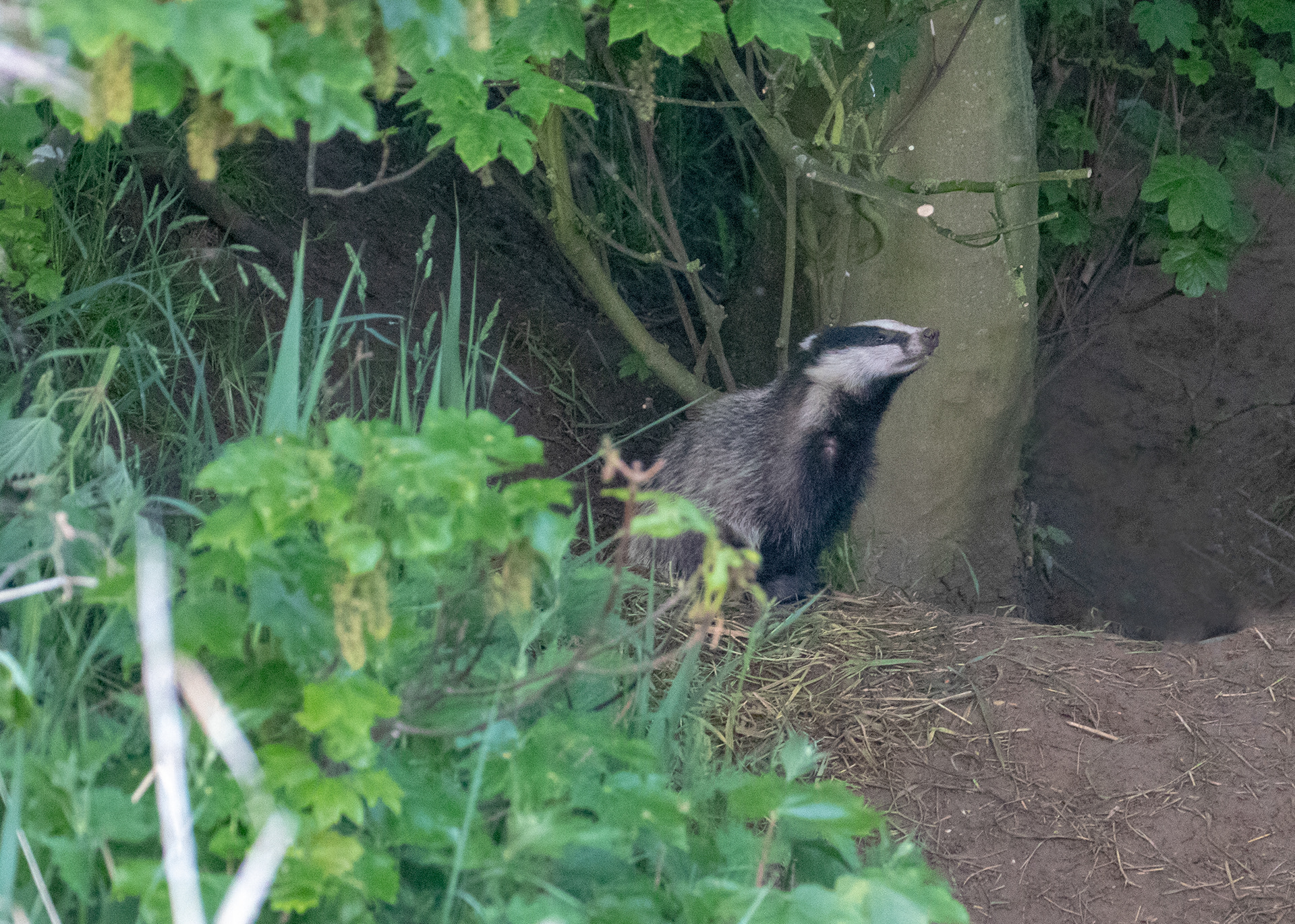 Badgers 5